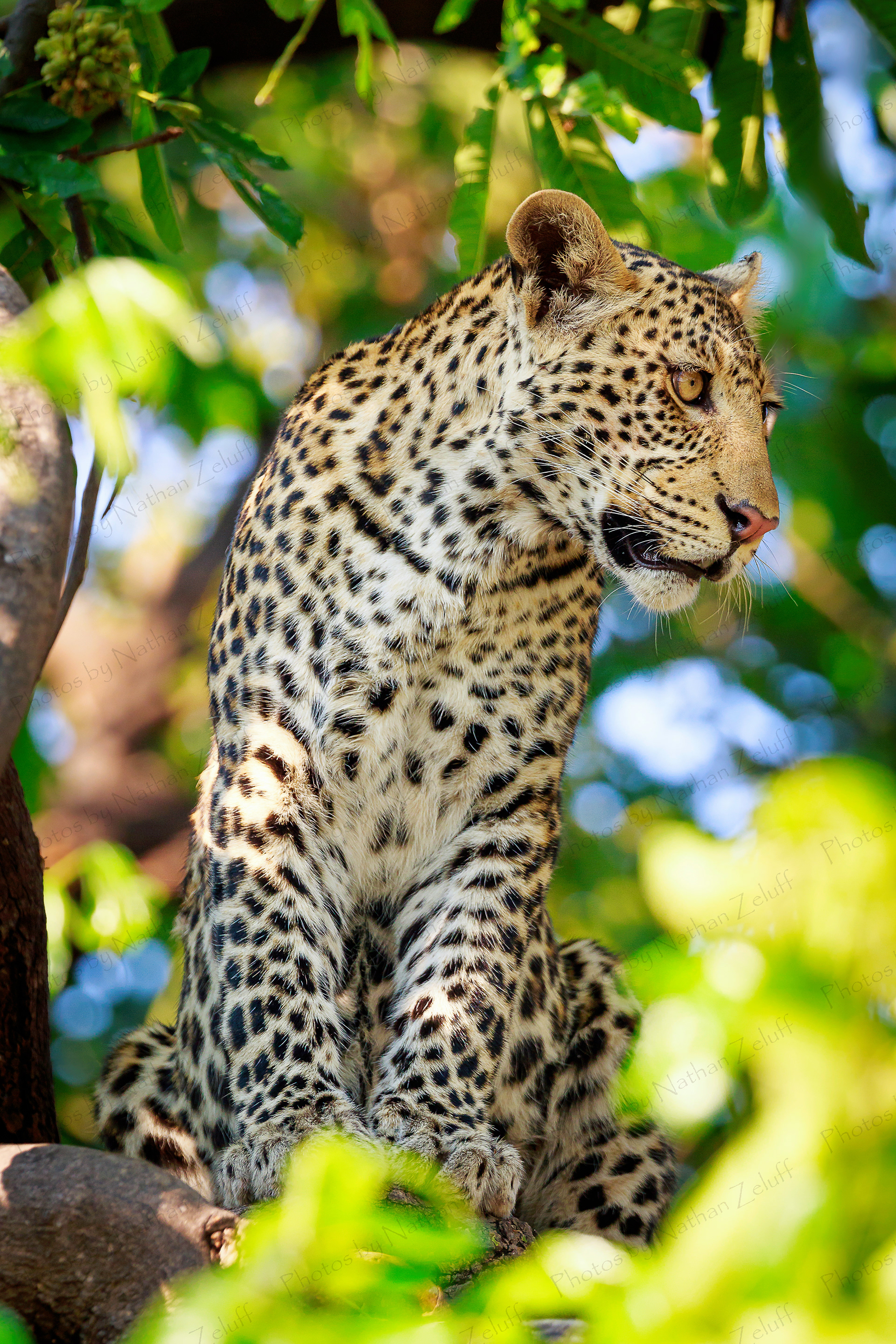 Tree Cat (Chobe NP, Botswana)