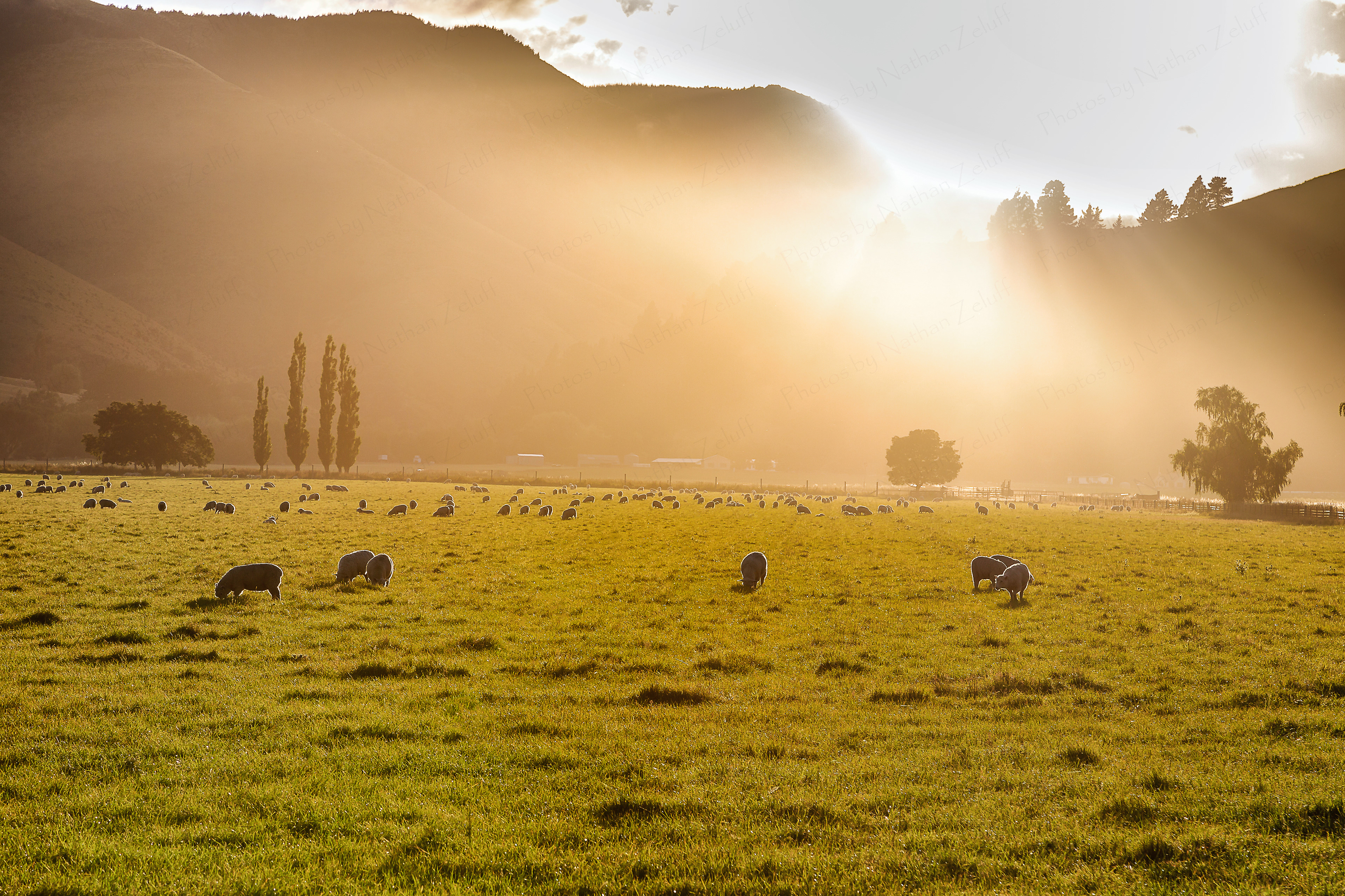 Morning in Southland (South Island, New Zealand)