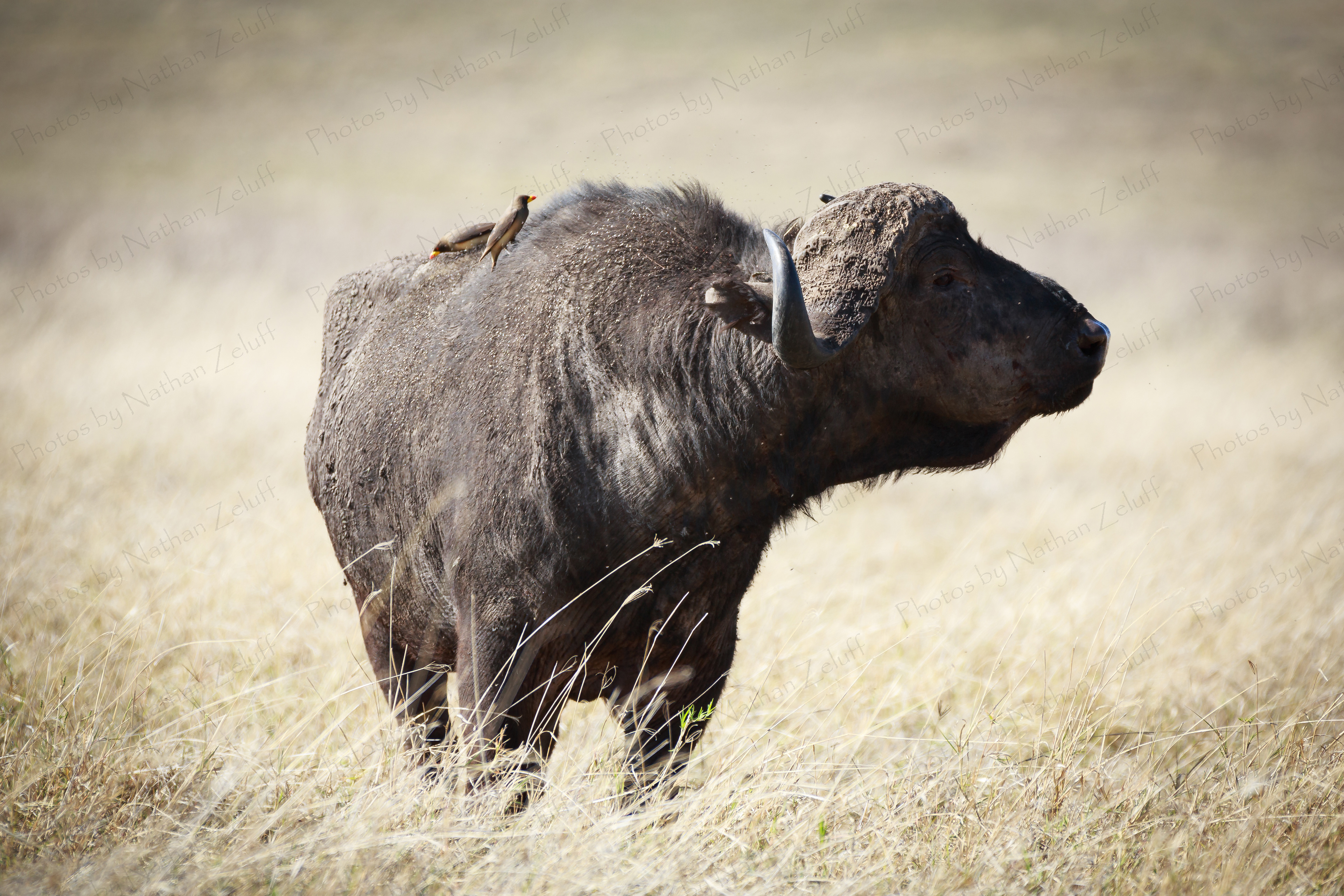 Away From the Herd (Ngorongoro NP, Tanzania)