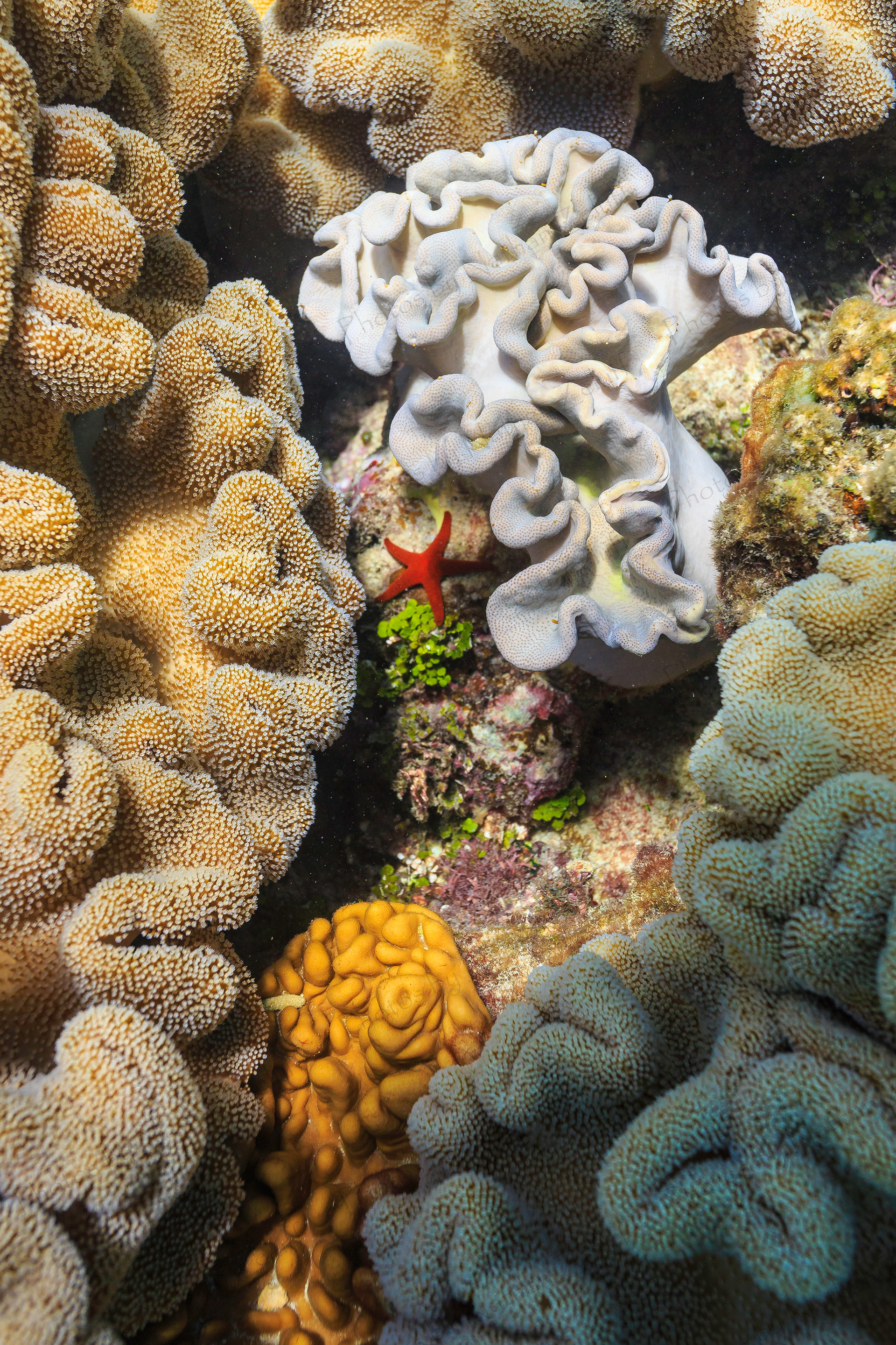 Star Under the Water (Great Barrier Reef, Australia)