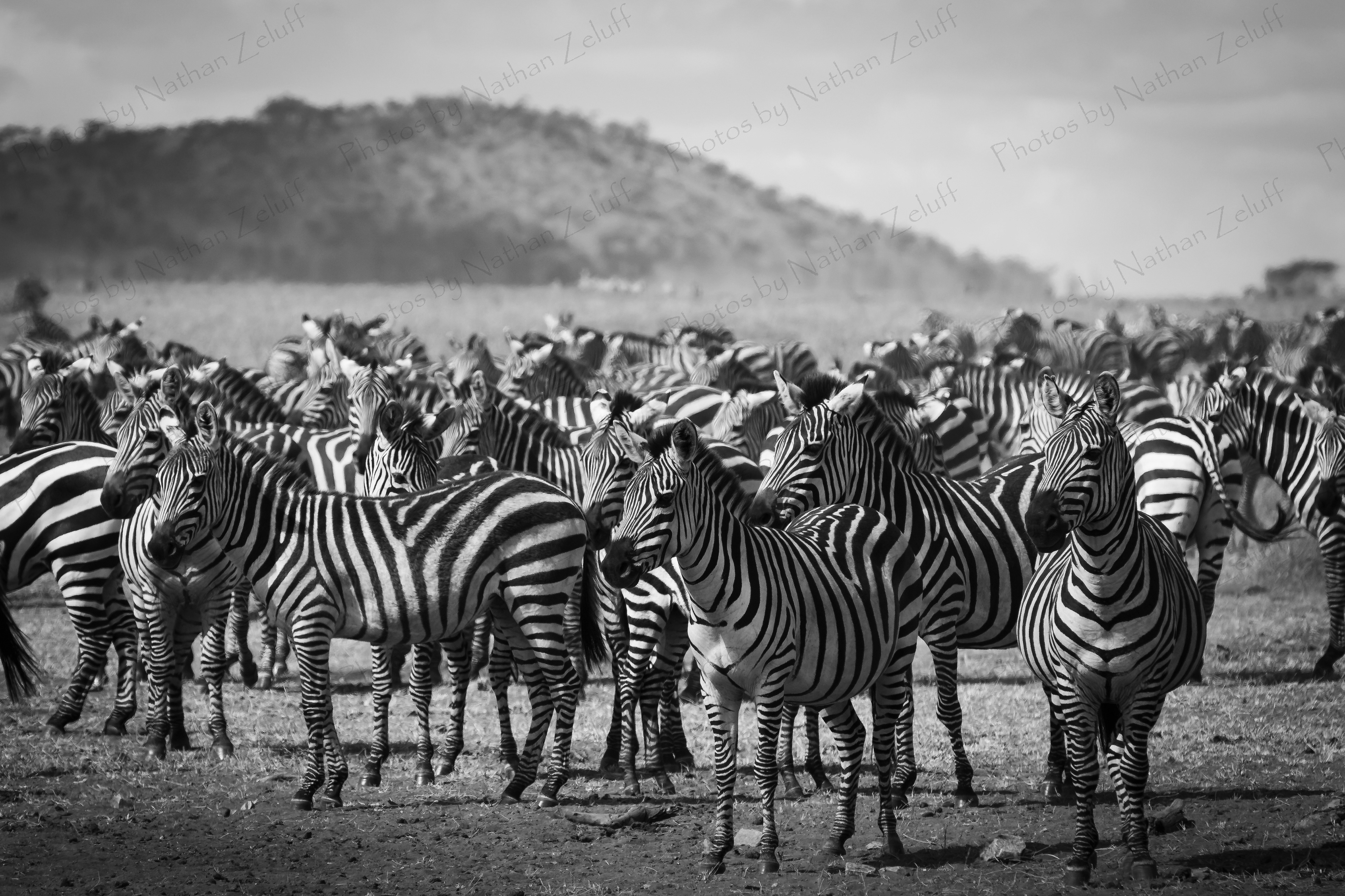 Seeing Black and White (Serengeti NP, Tanzania)