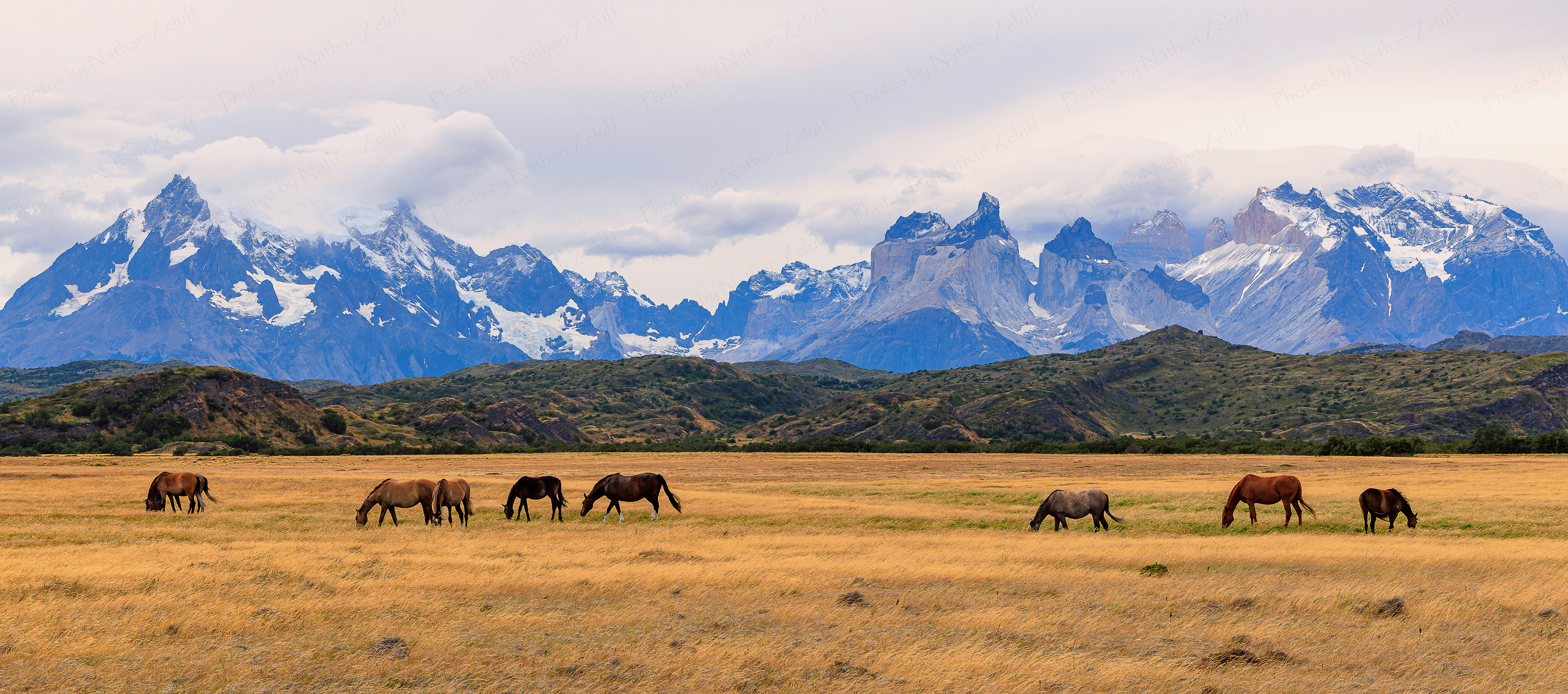 Horses of Patagonia (Parque Nacional Torres del Paine, Chile)