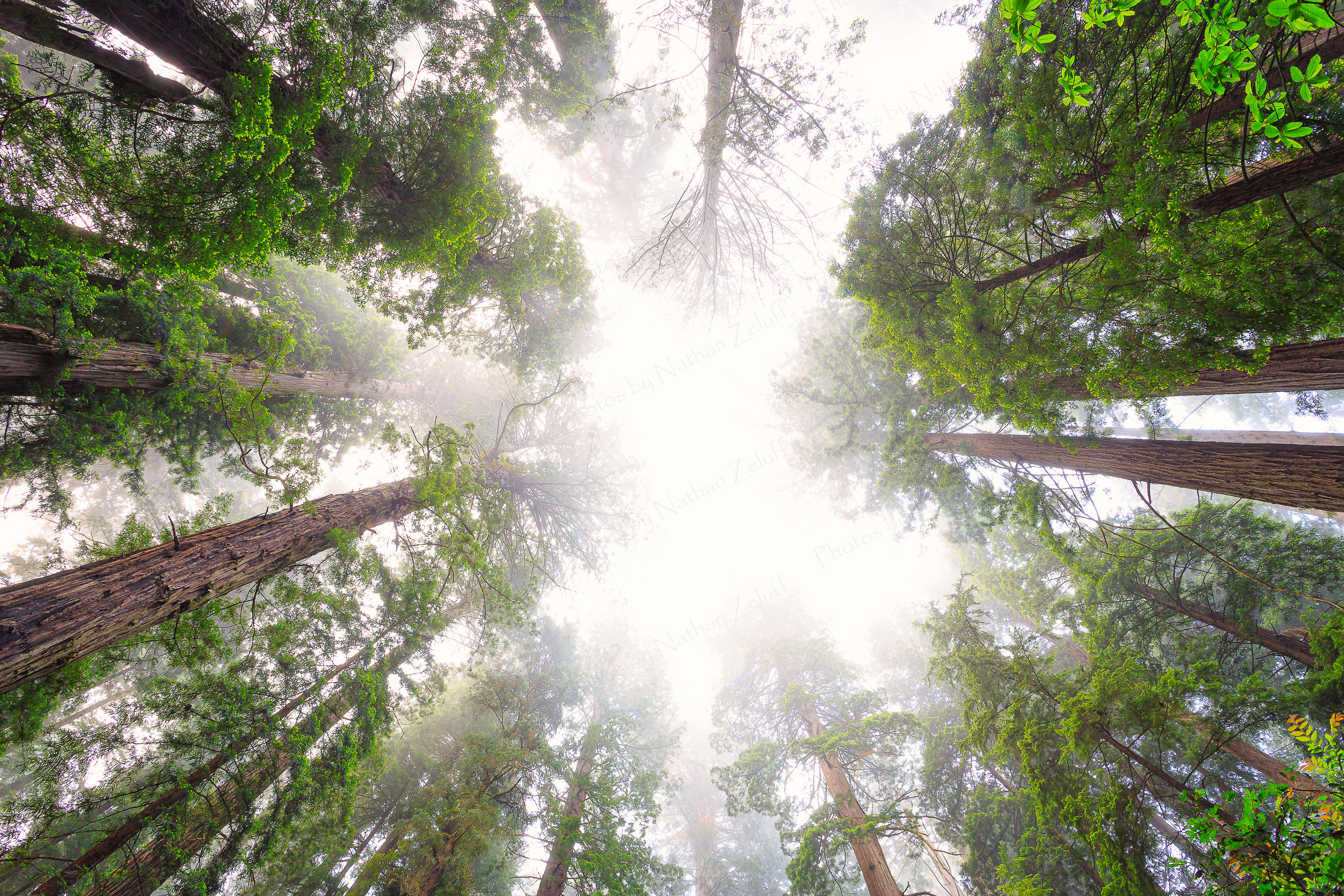 Into the Abyss (Redwood NP, California)