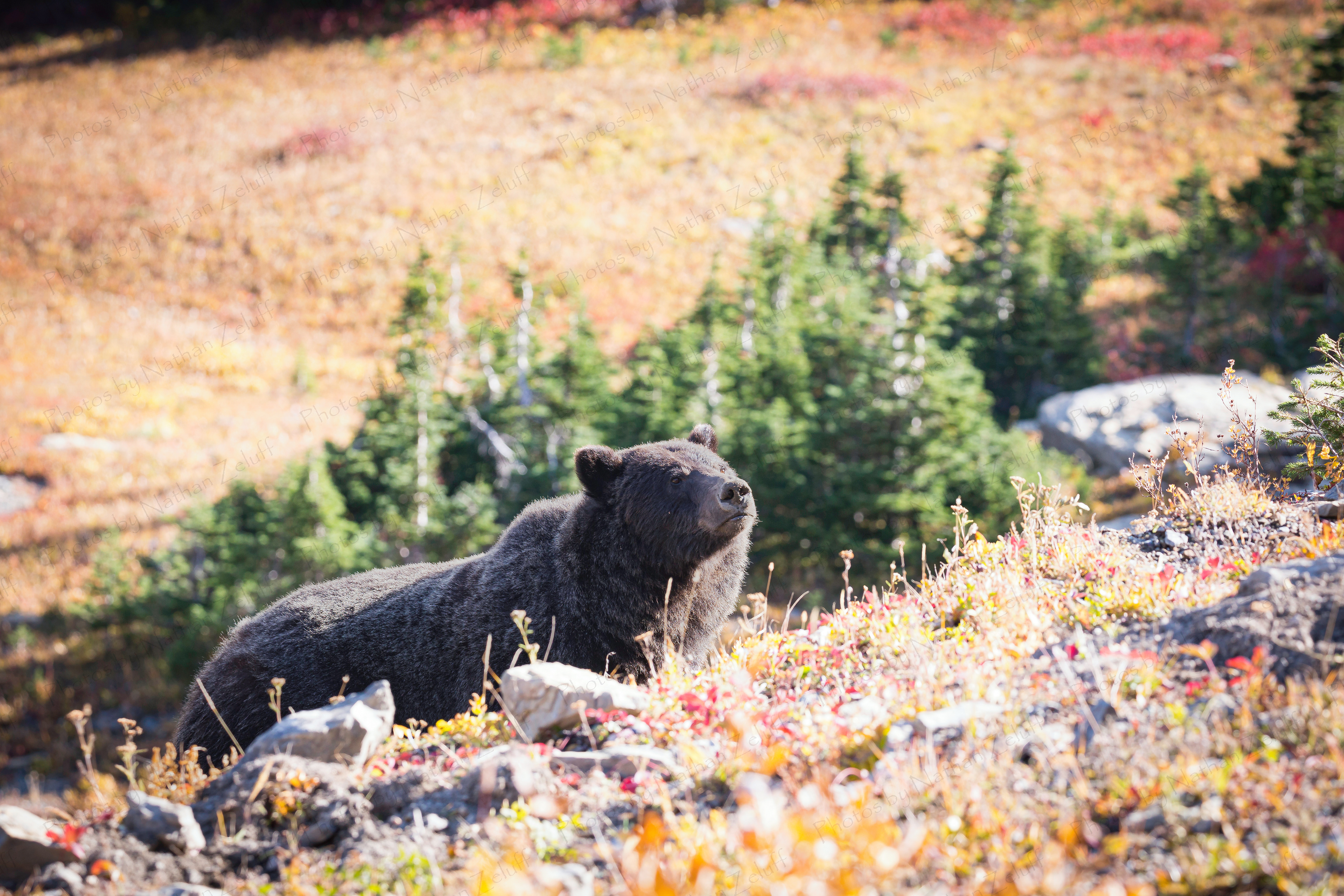 Scouting (Glacier NP, Montana)