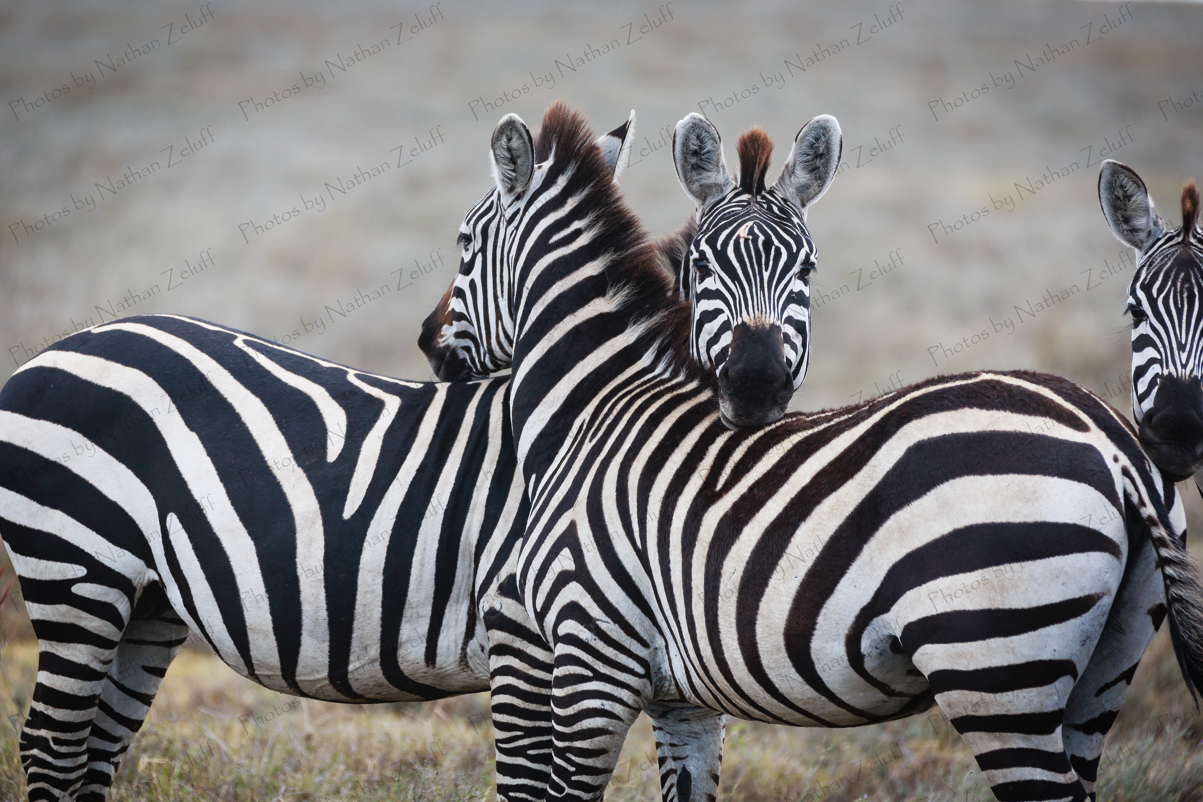 Watch My Back (Serengeti NP, Tanzania)