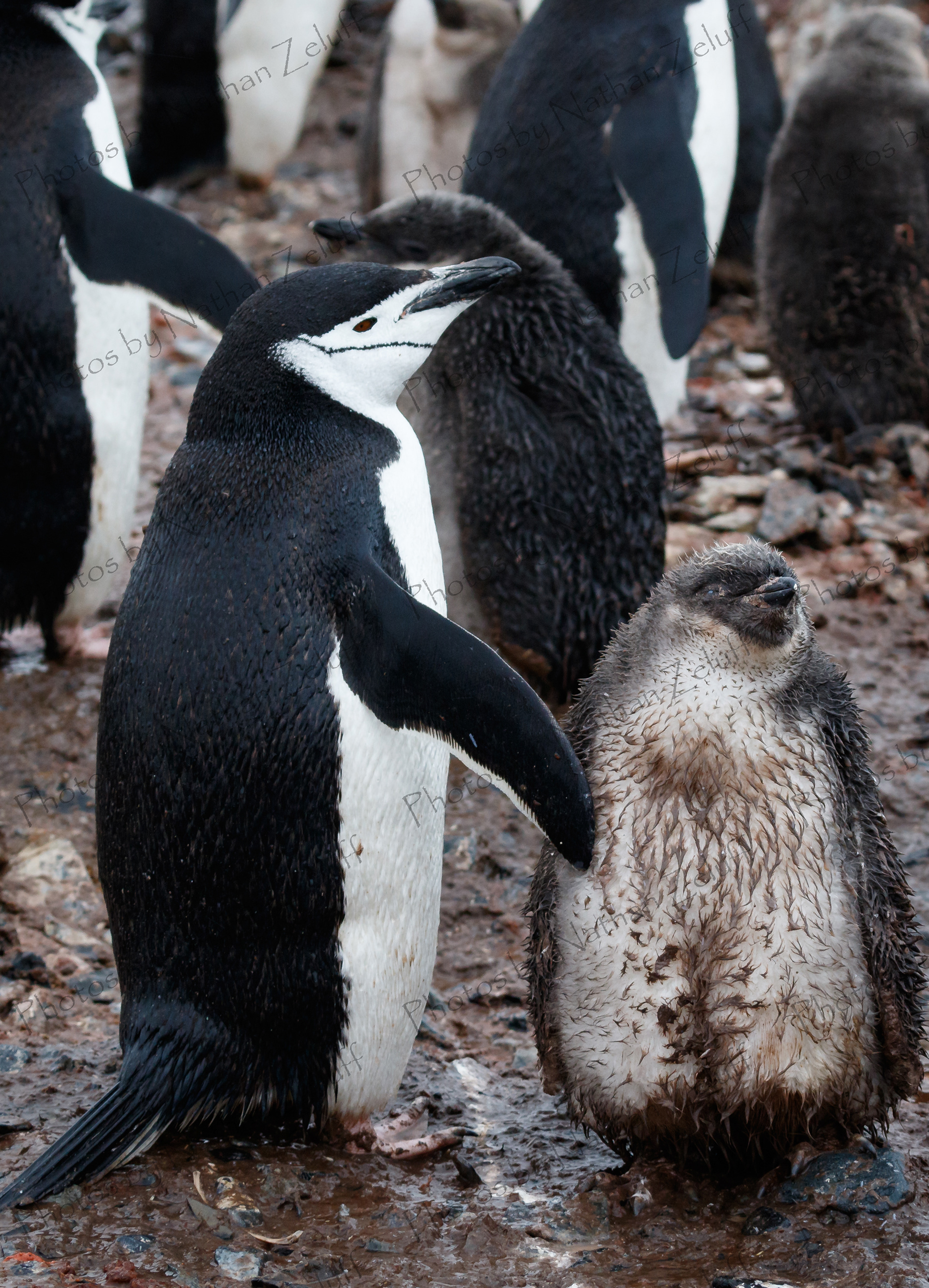 Young Chinstrap (Antarctica)
