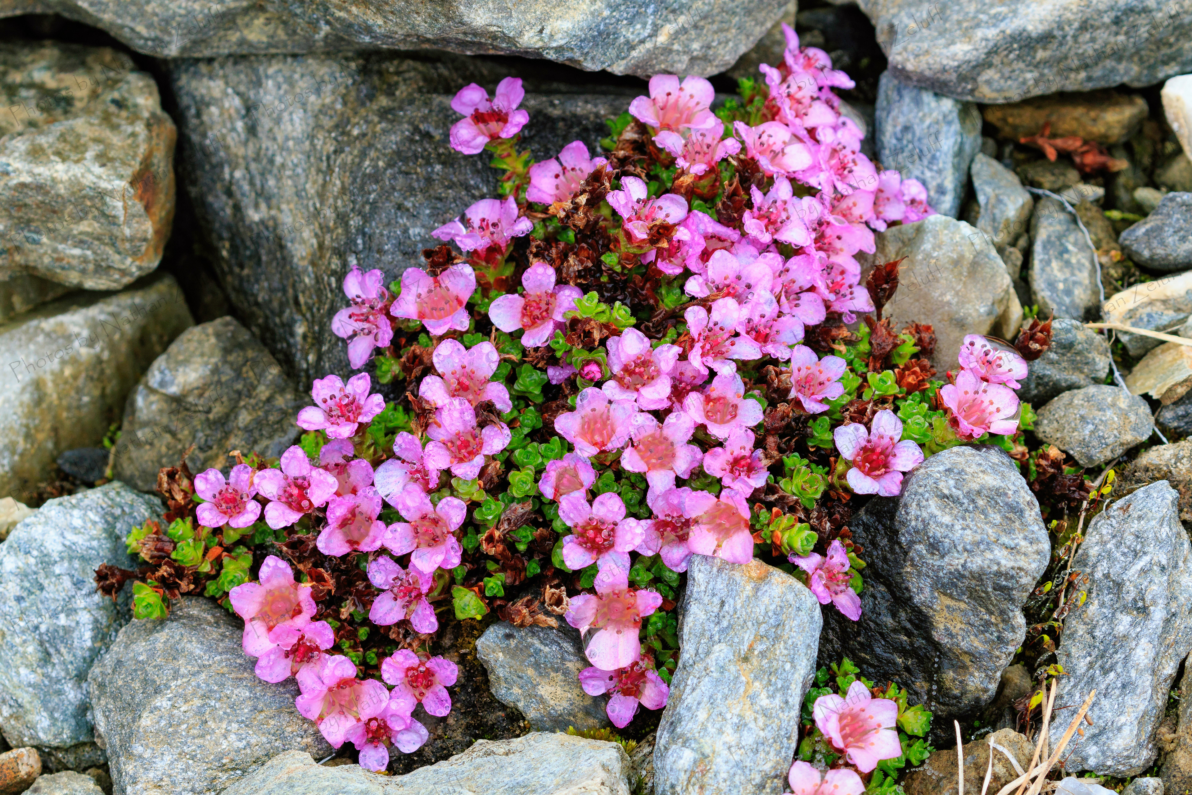Purple Saxifrage (Svalbard, High Arctic)