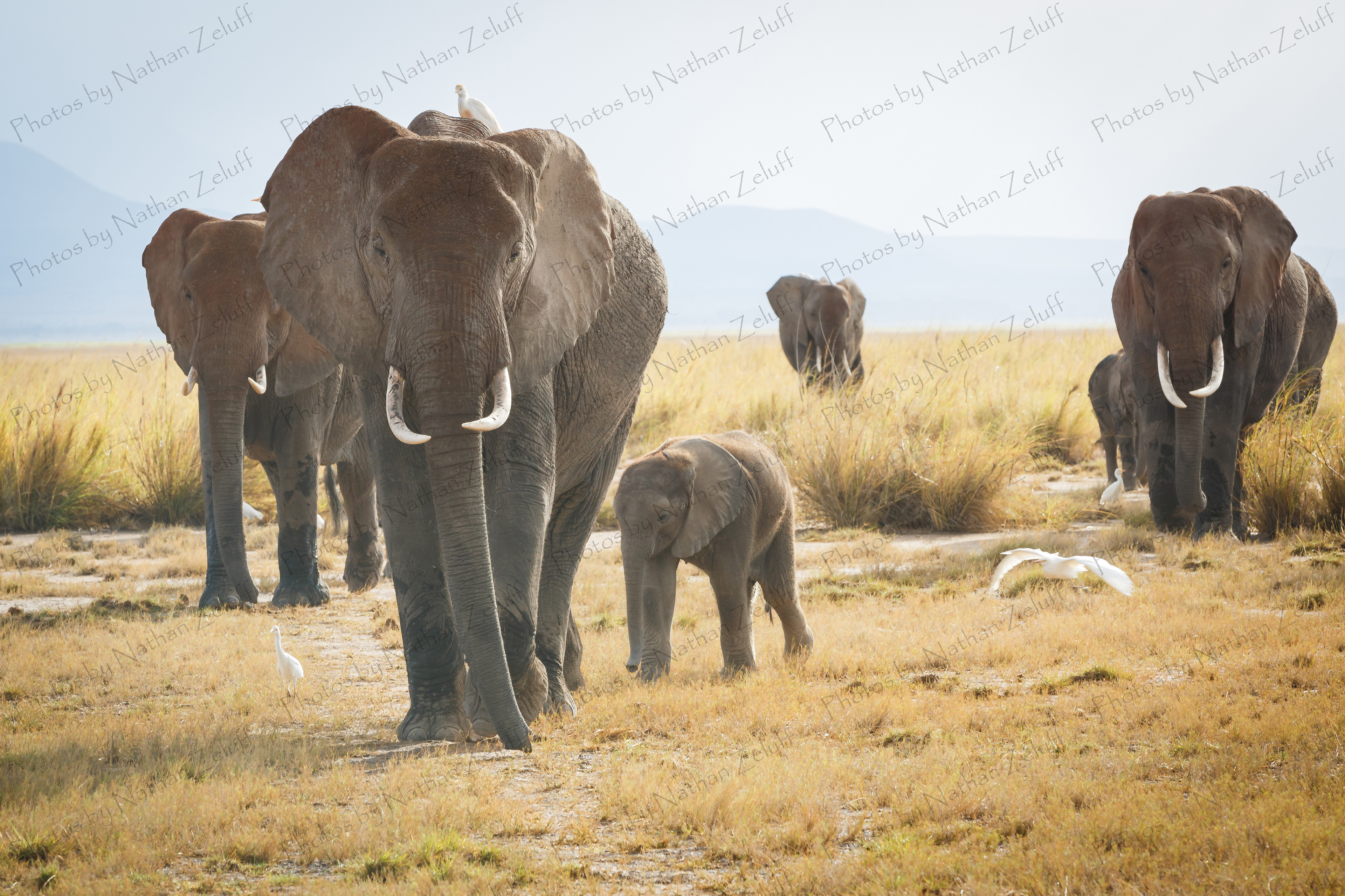 Leading the Way (Amboseli NP, Kenya)
