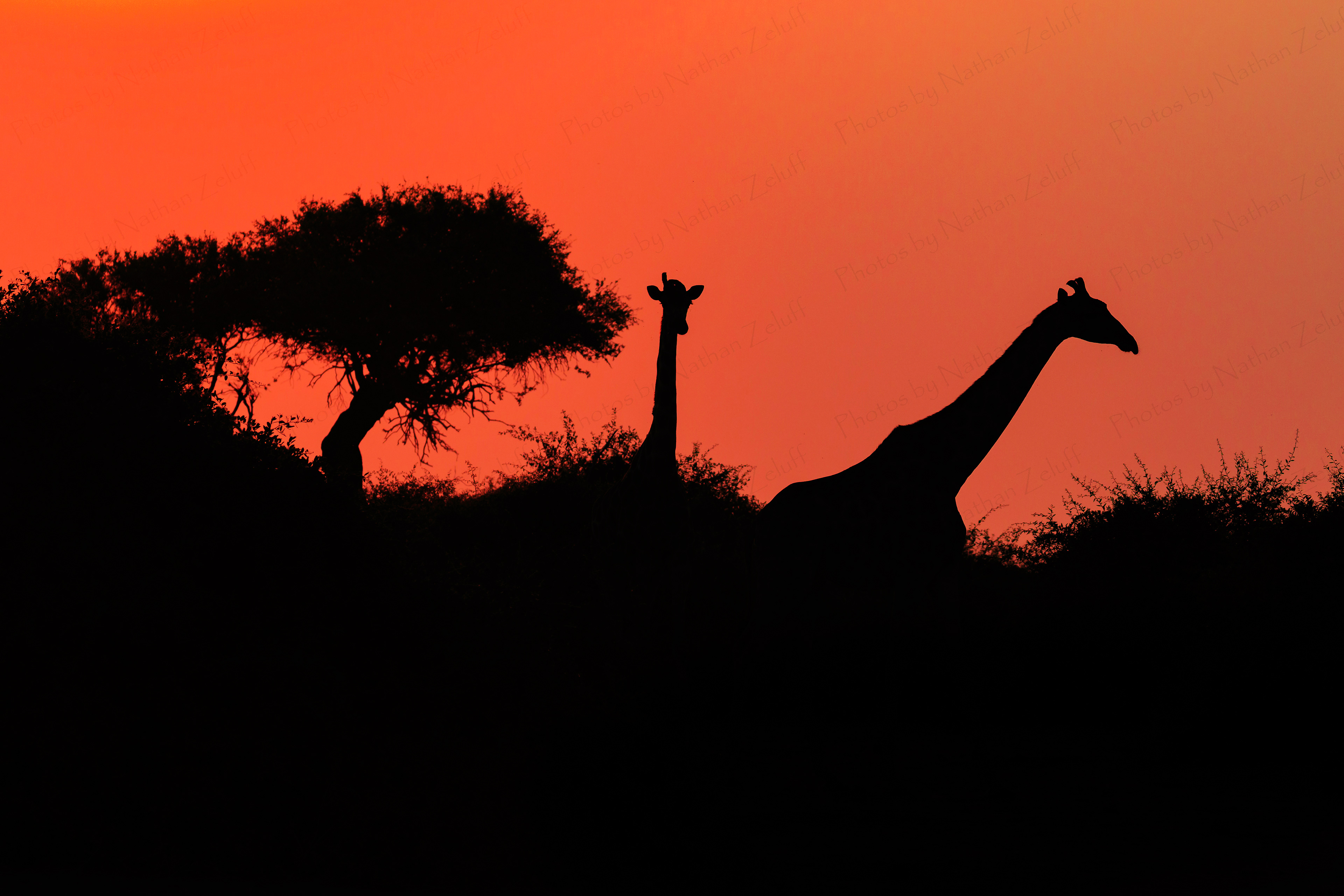 Giraffe Silhouette (Chobe NP, Botswana)