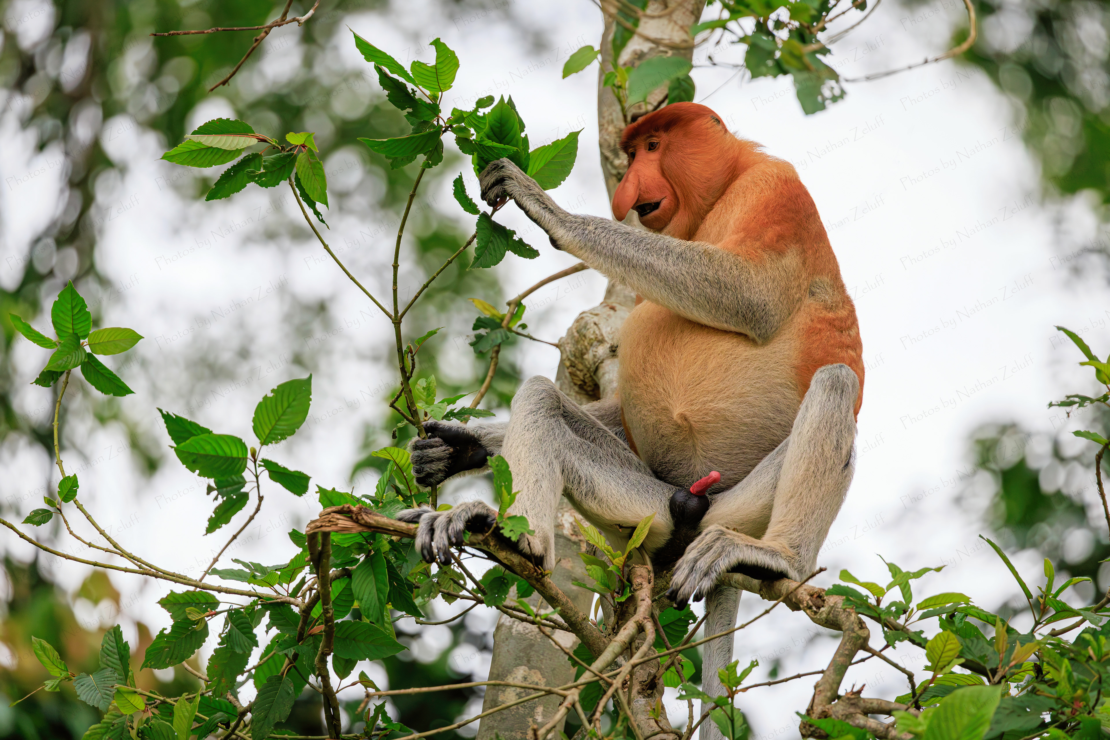 Male Proboscis Monkey (Borneo, Malaysia)
