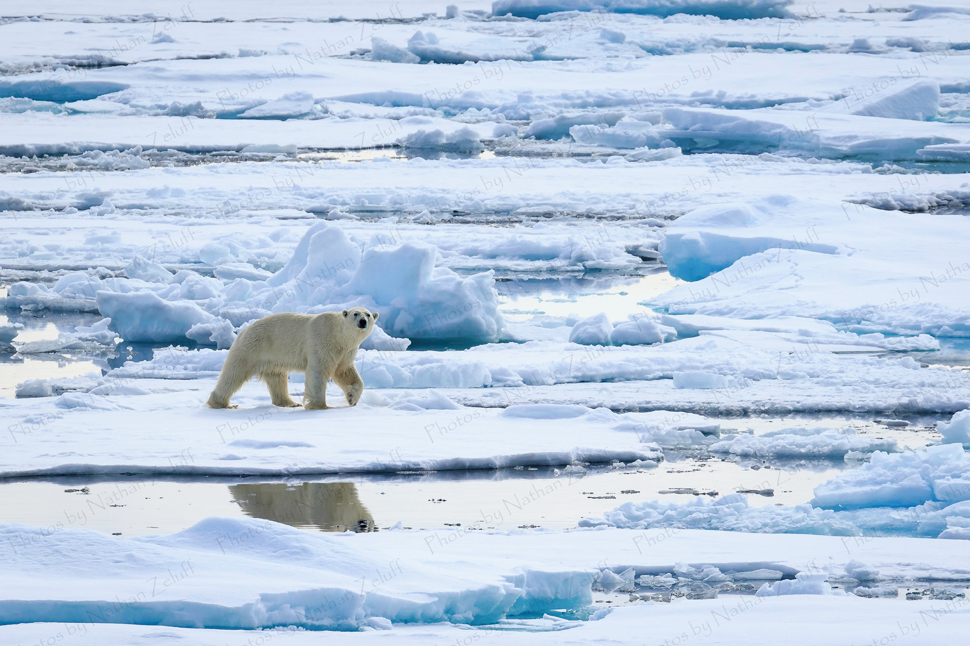 Polar Bear Reflection (Svalbard, High Arctic)