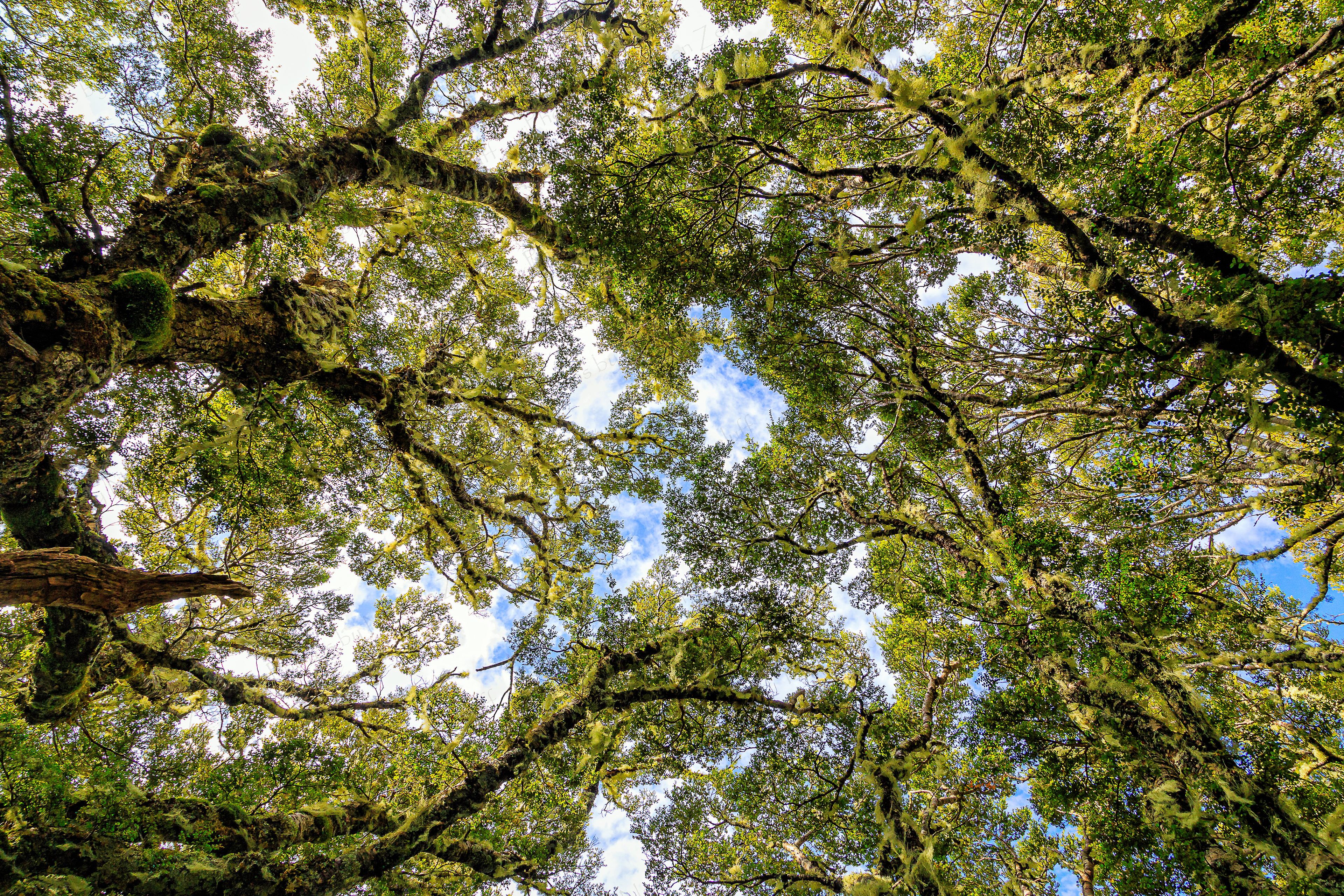 Mossy Trees (South Island, New Zealand)