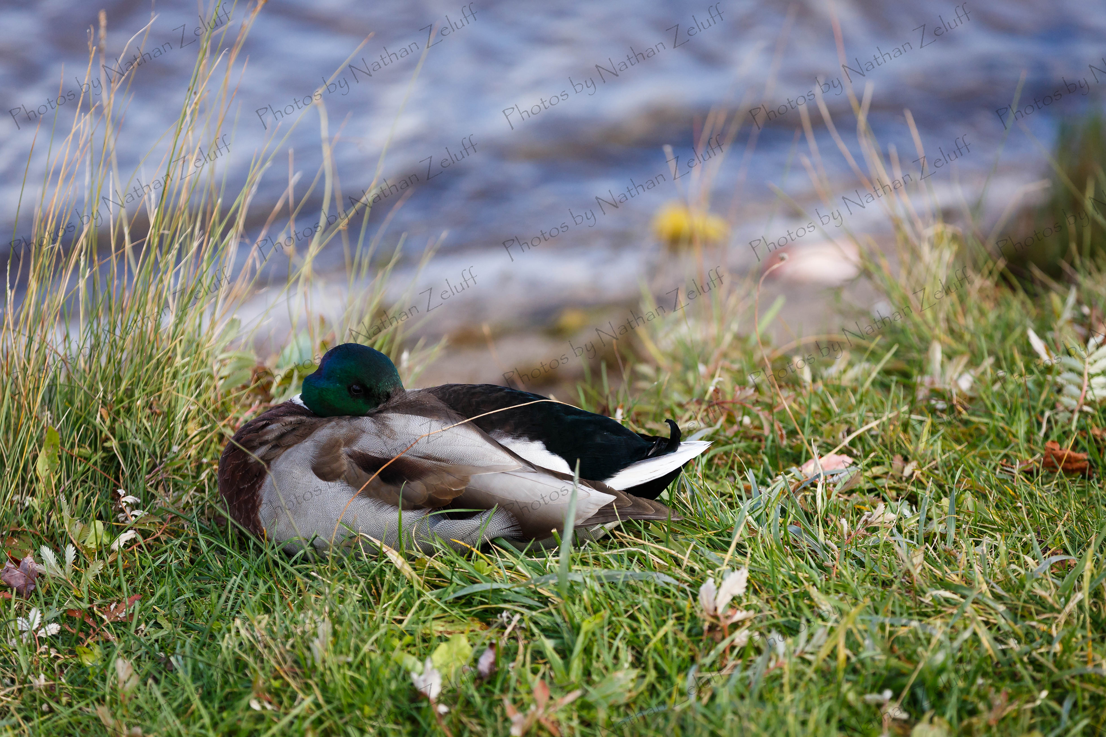 Sleeping Duck (Petoskey, Michigan)