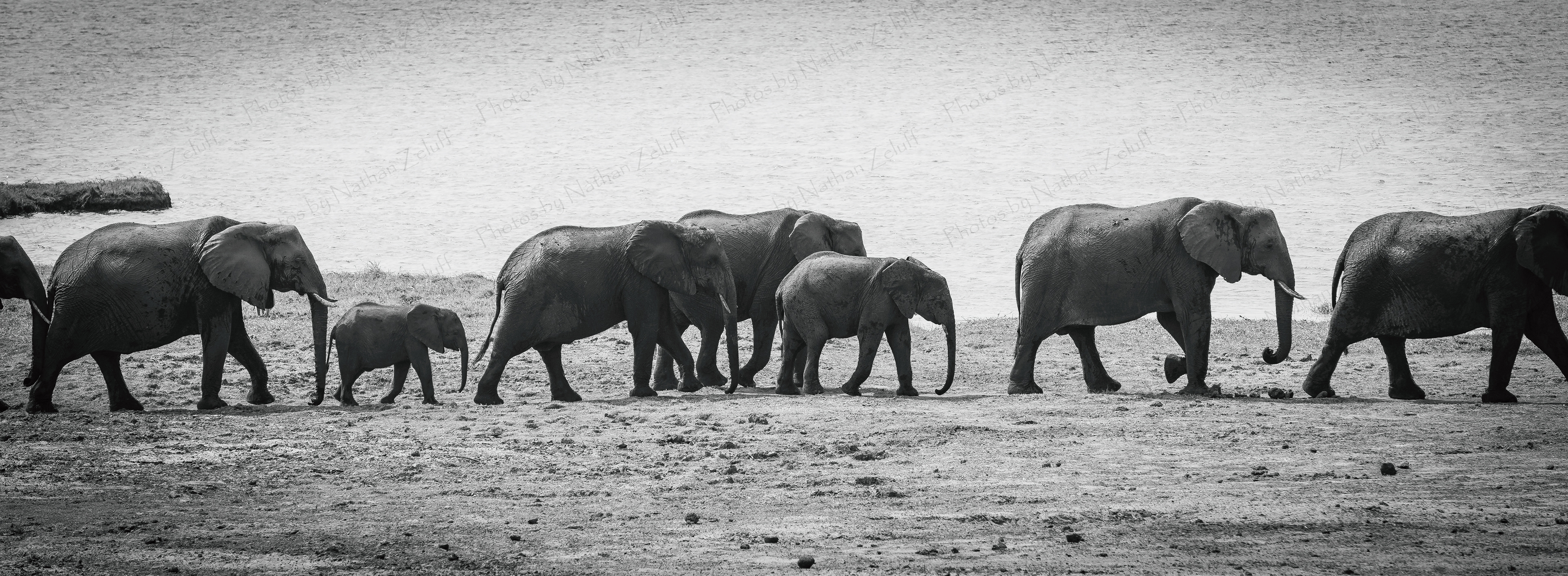 Elephant Parade (Chobe NP, Botswana)