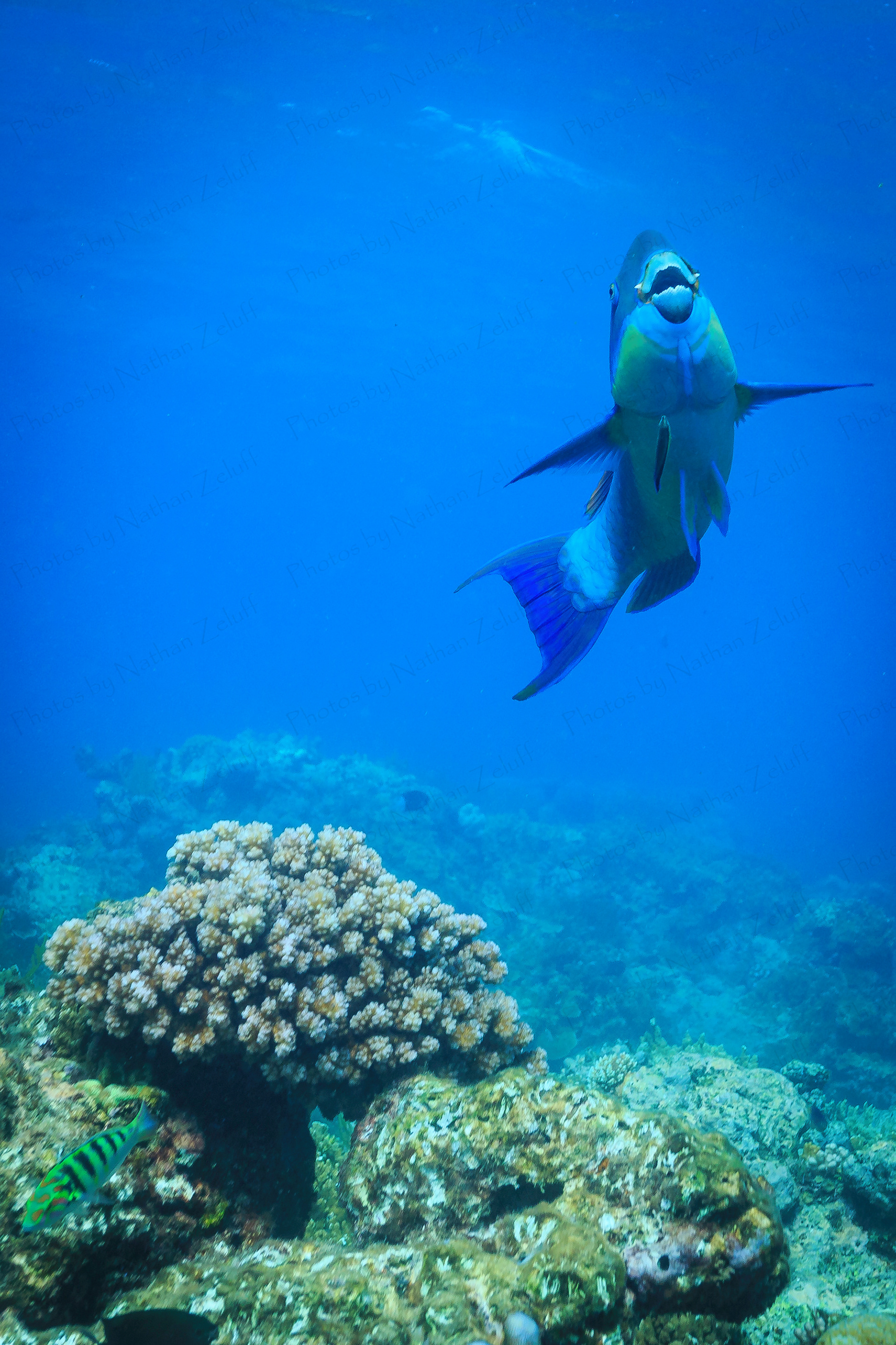 Parrotfish (Great Barrier Reef, Australia)