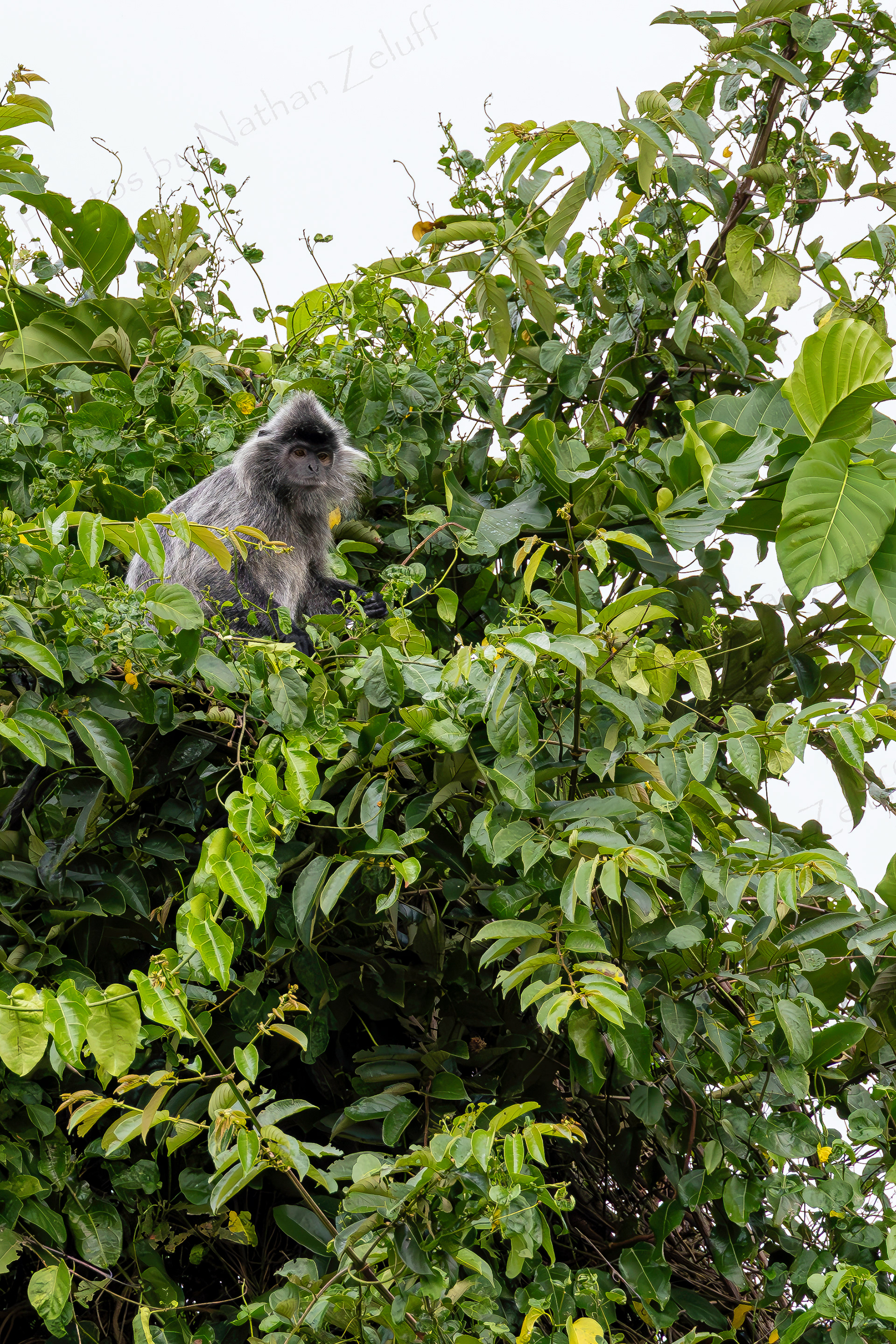 Silvered Leaf Monkey (Borneo, Malaysia)