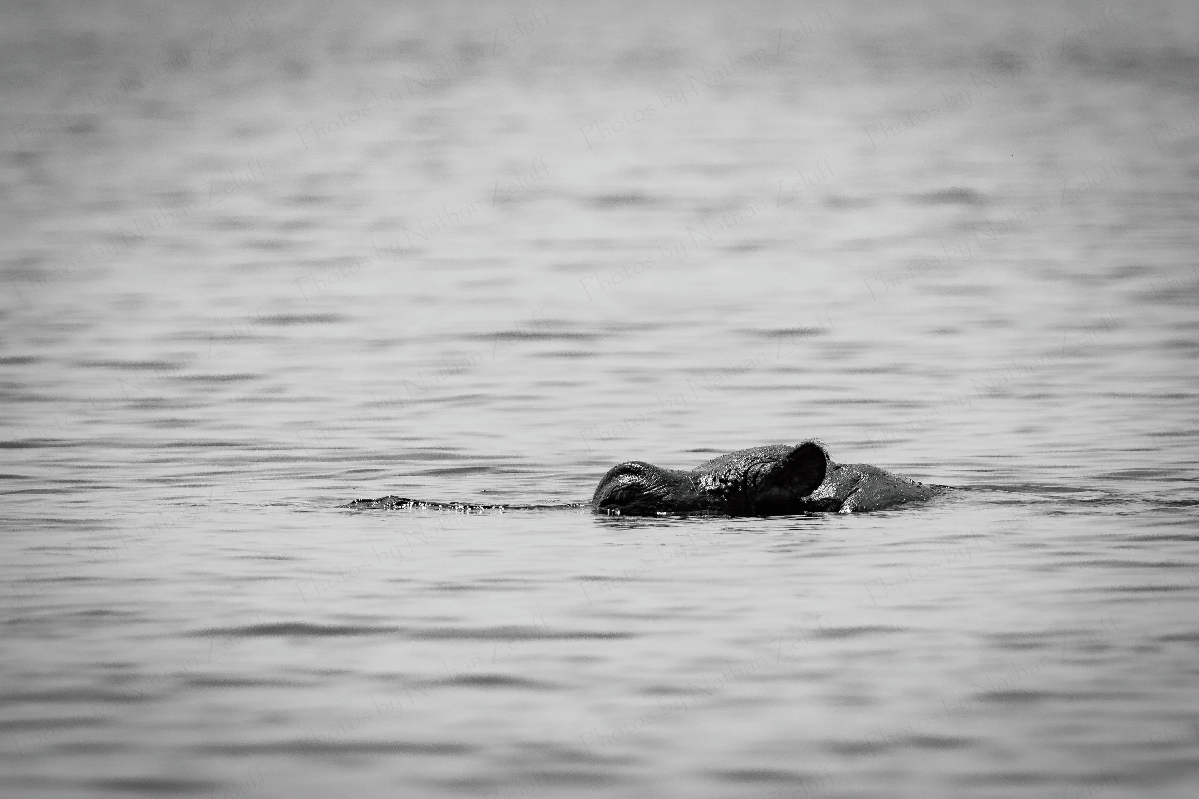 Surfacing (Chobe NP, Botswana)