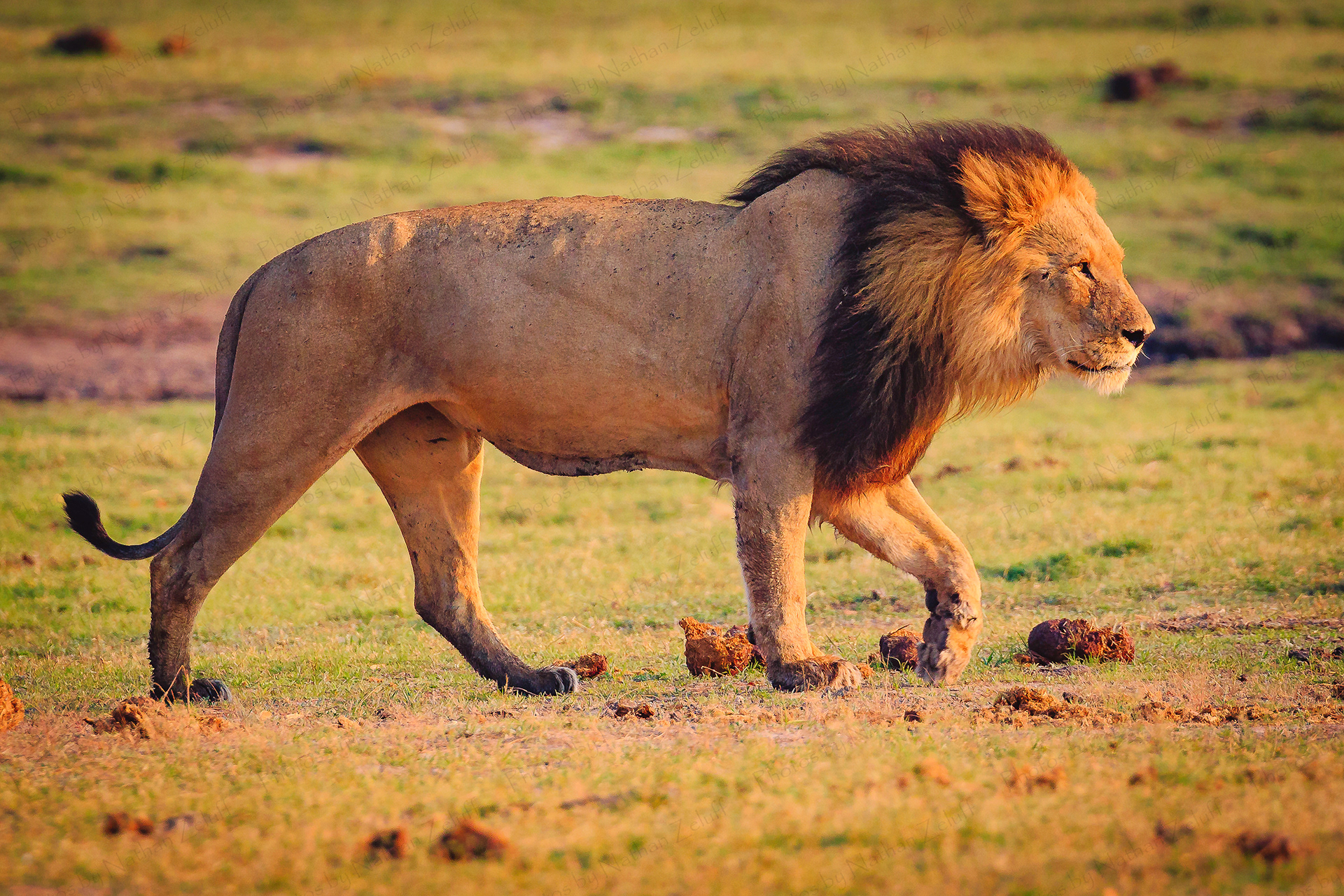 Fierce (Chobe NP, Botswana)