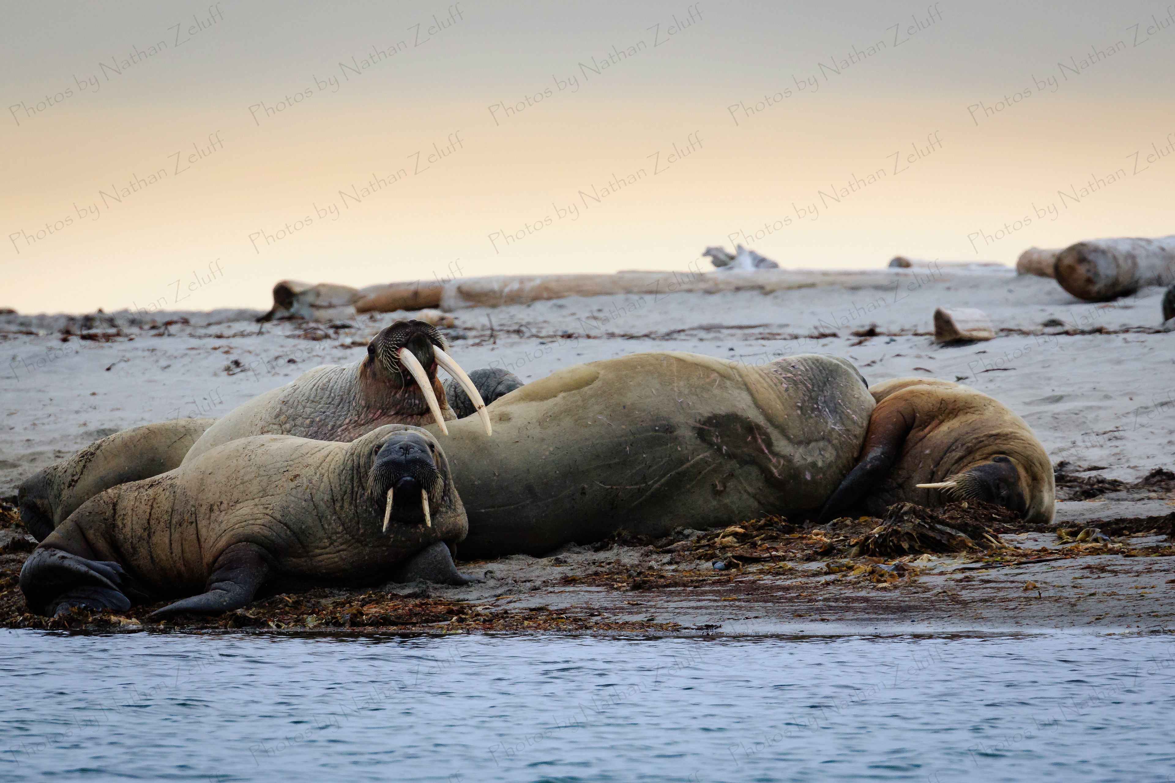 Resting Walrus (Svalbard, High Arctic)
