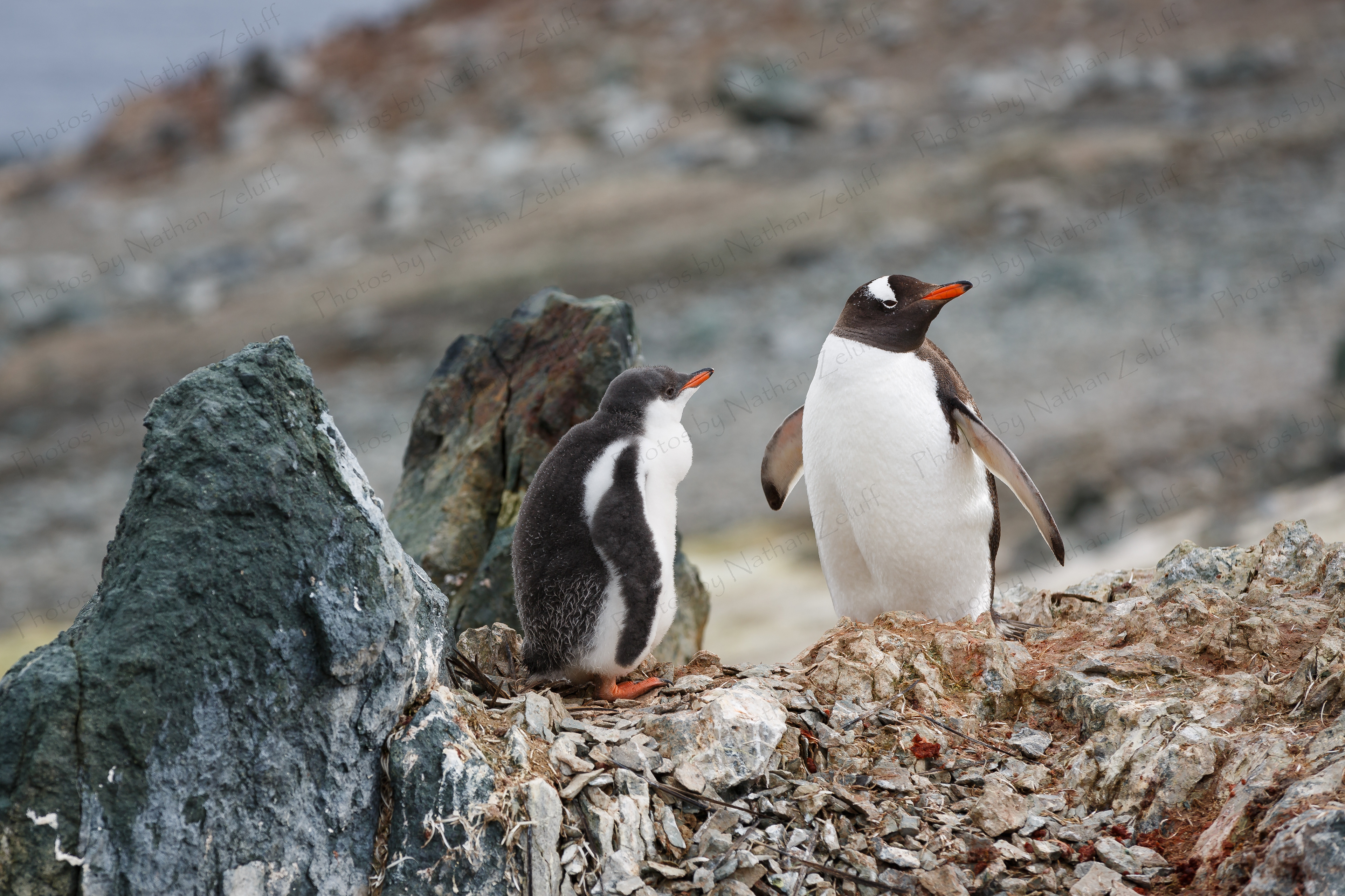 Gentoo Nest (Danco Island, Antarctica)