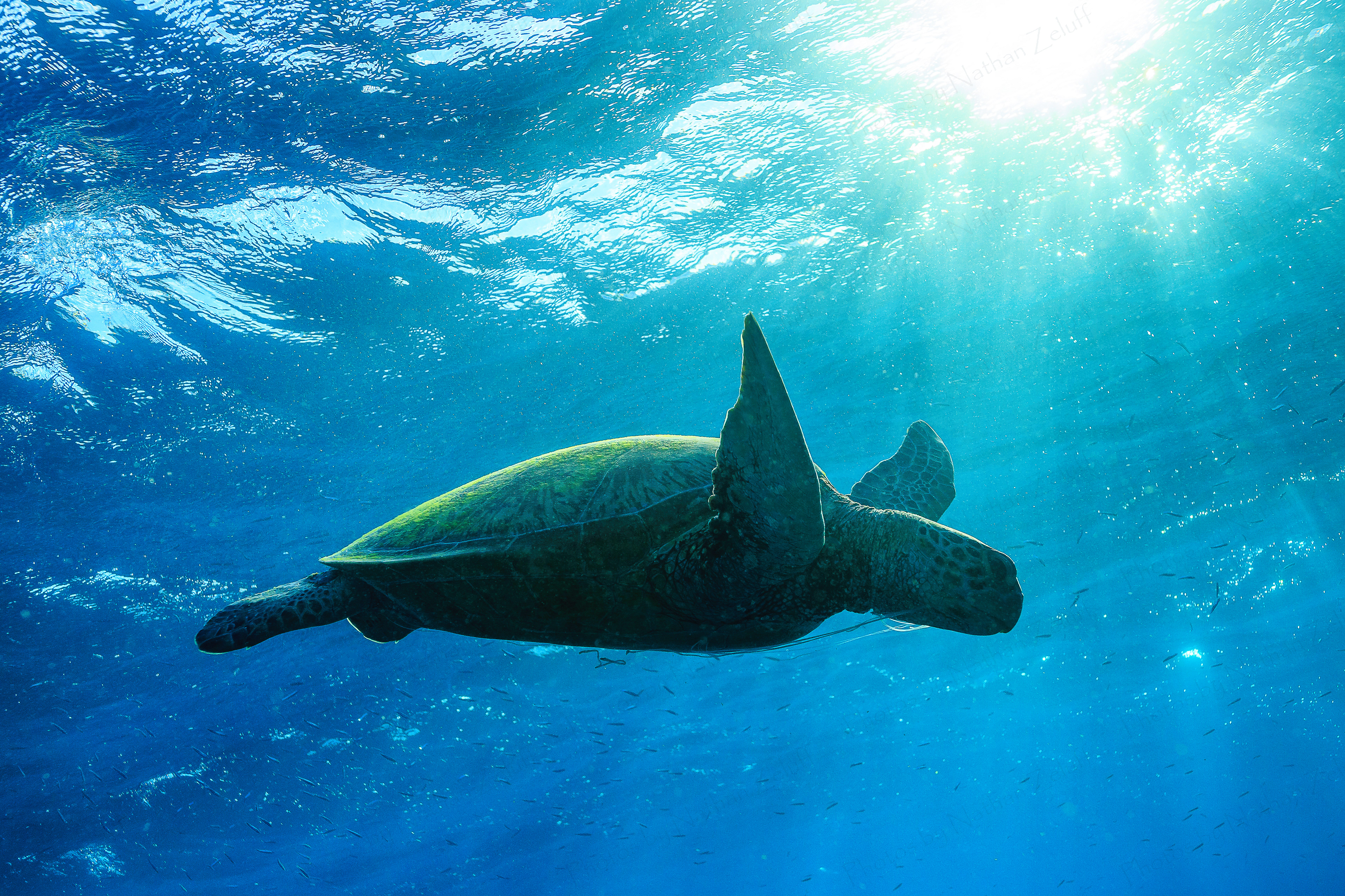 Gliding in the Water (Great Barrier Reef, Australia)