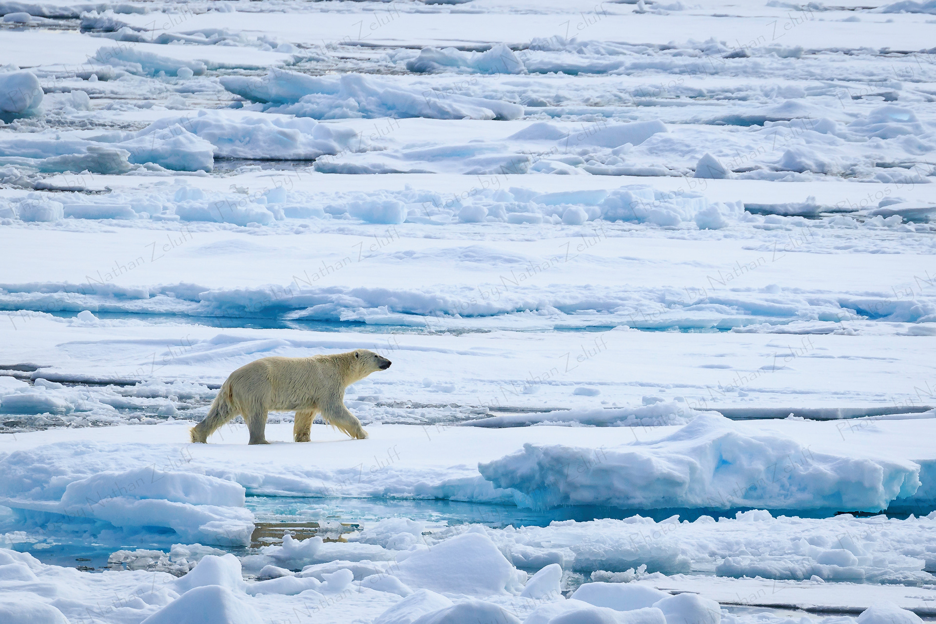 Drying off (Svalbard, Arctic)
