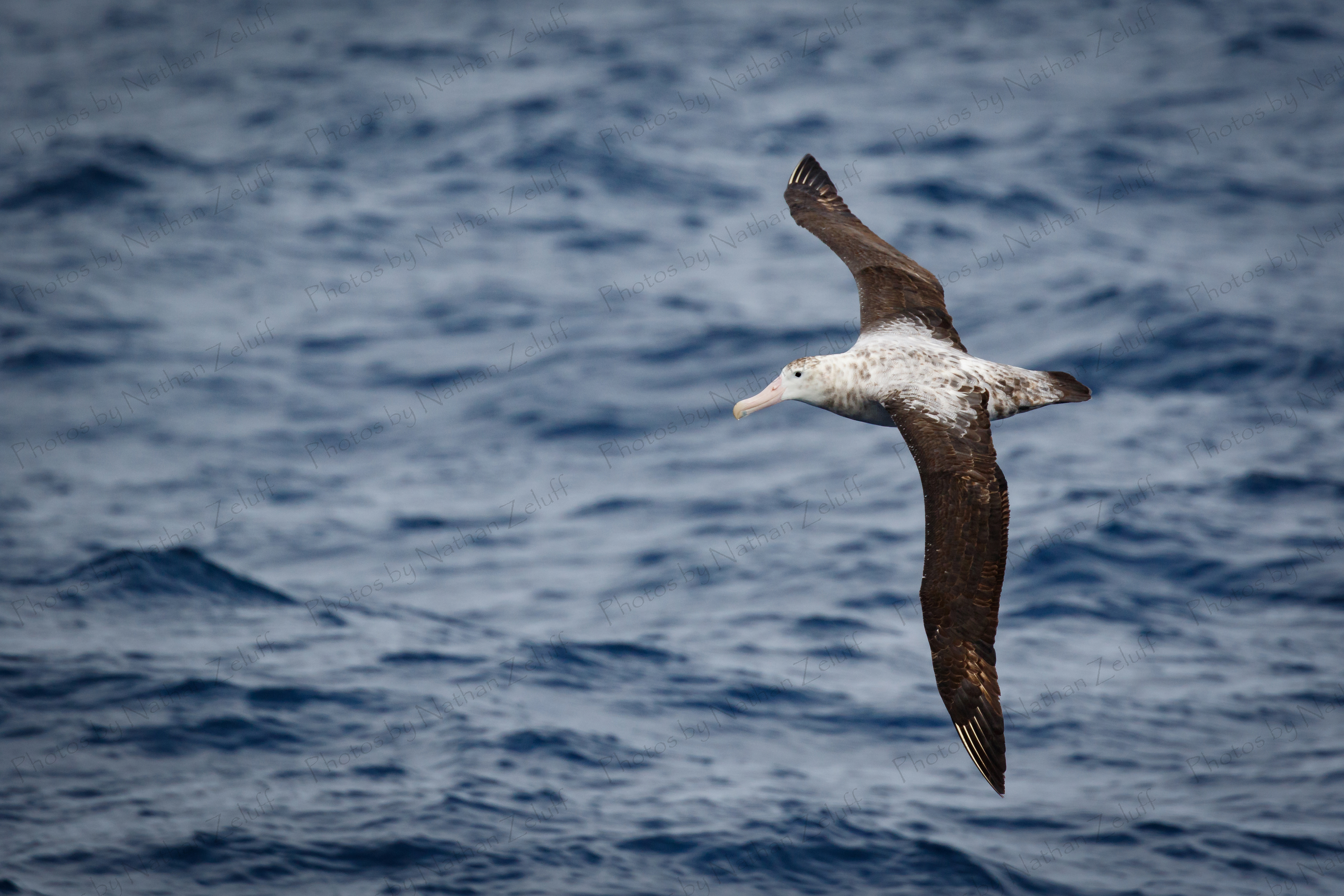 Juvenile Albatross (Drake Passage)