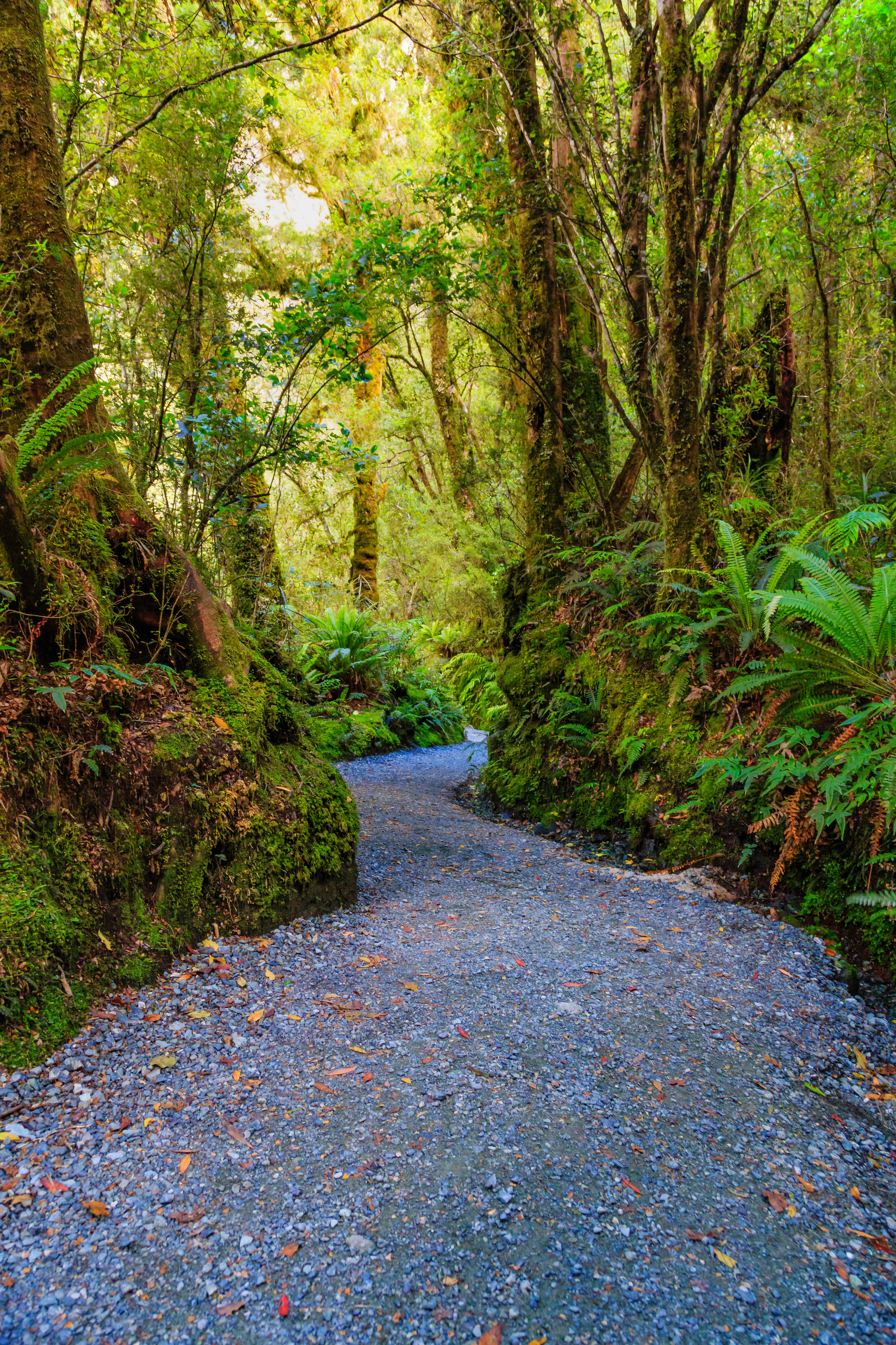 Winding Trail (Fiordland, New Zealand)