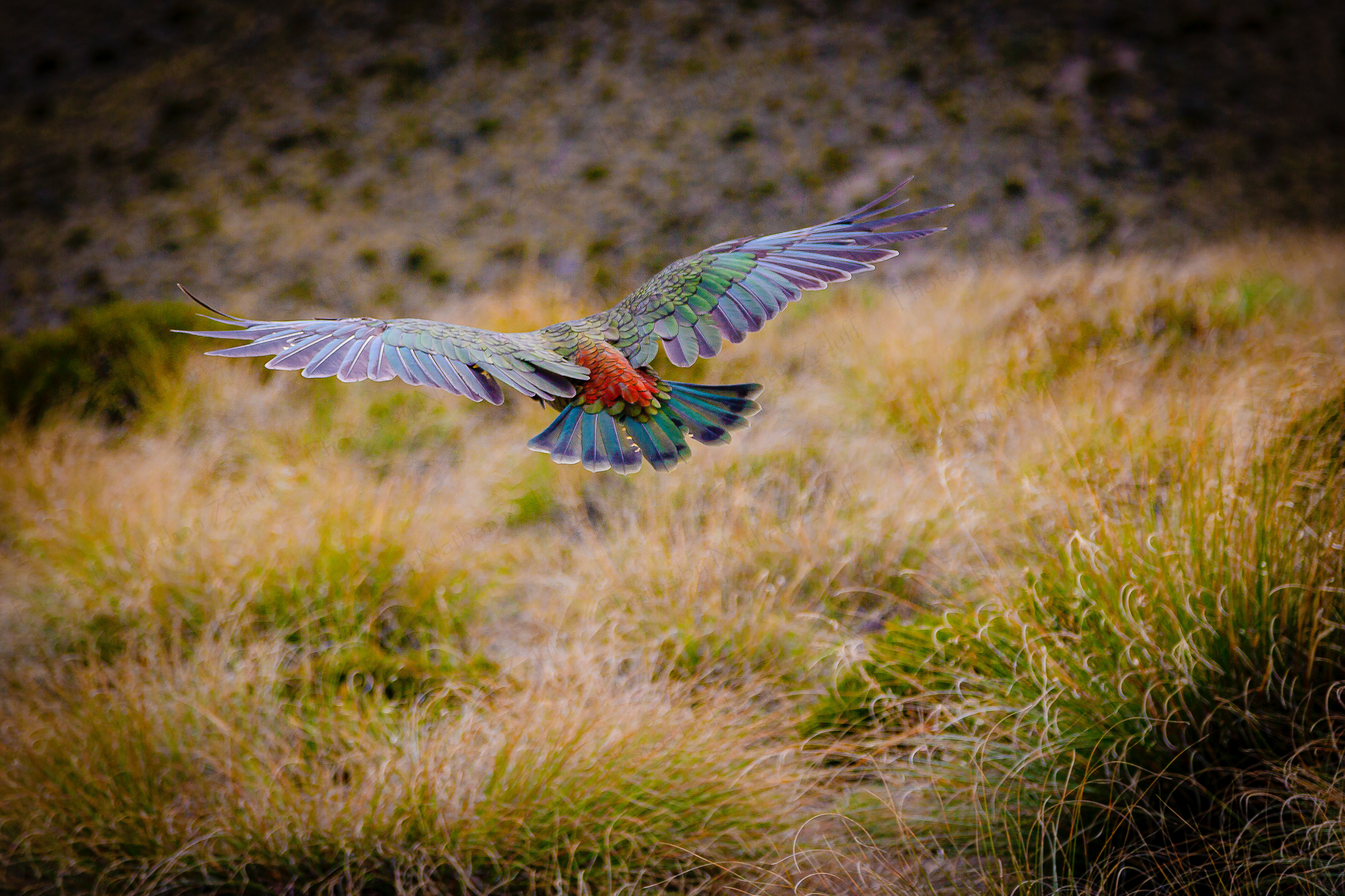 Mountain Parrot (Otago, New Zealand)