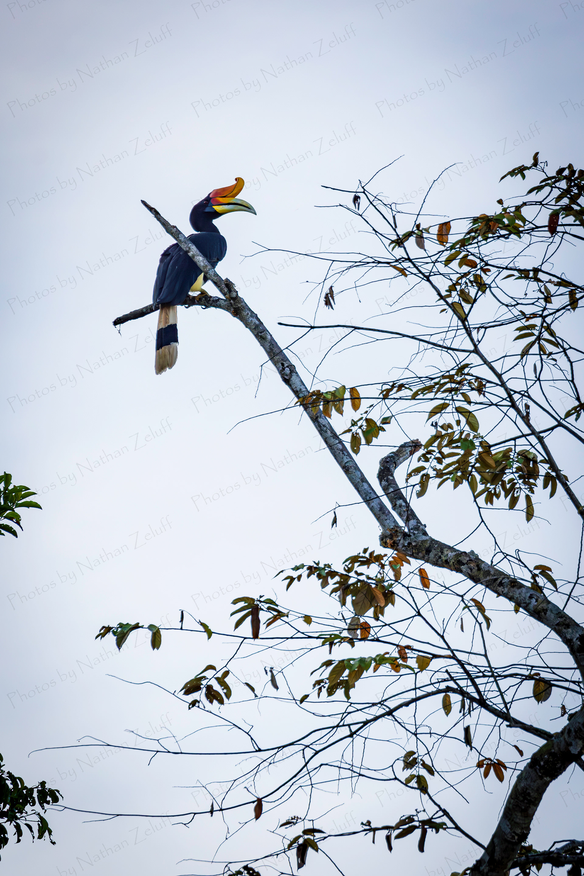 Rhinoceros Hornbill (Sabah, Malaysia)