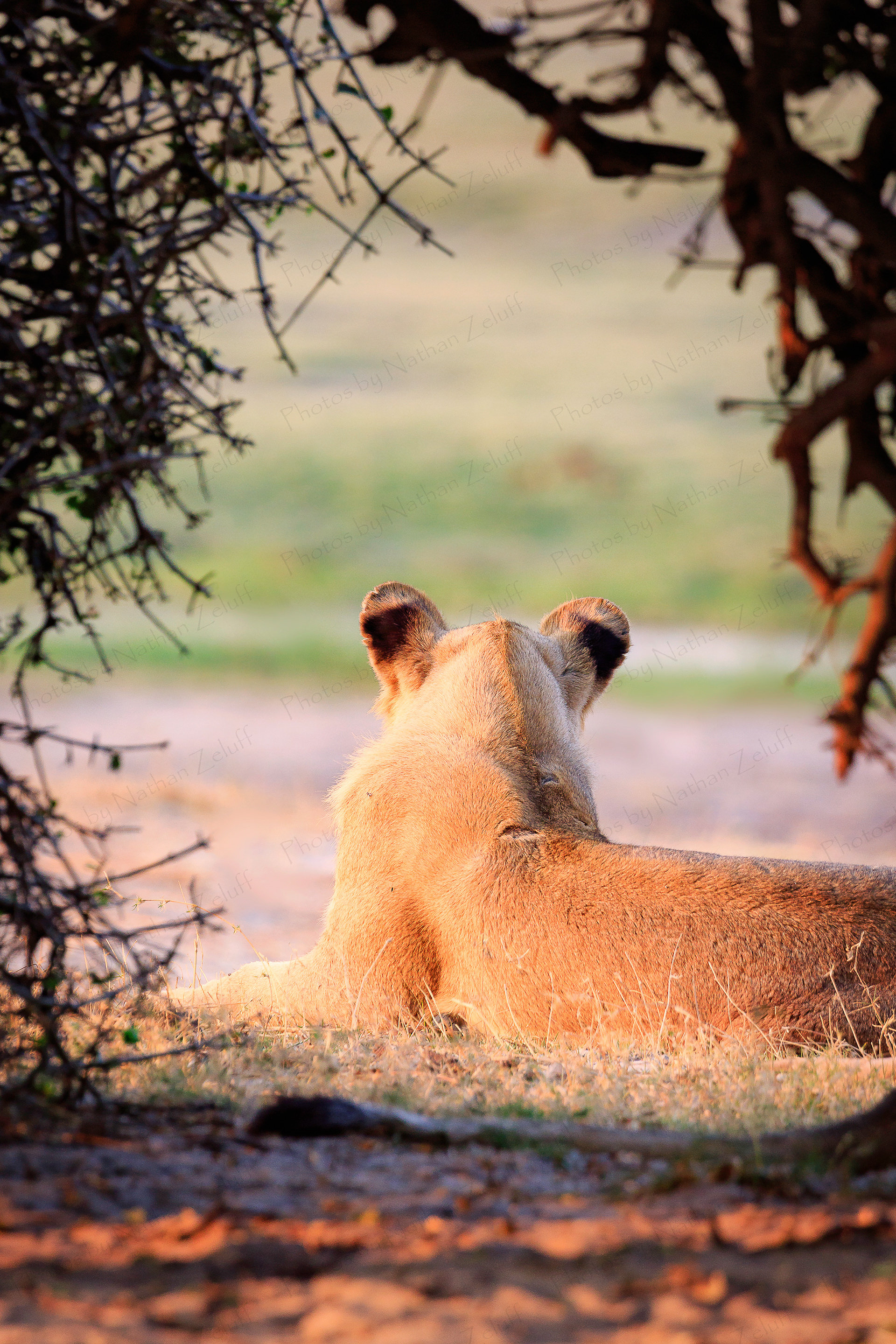 Bush Cat (Chobe NP, Botswana)