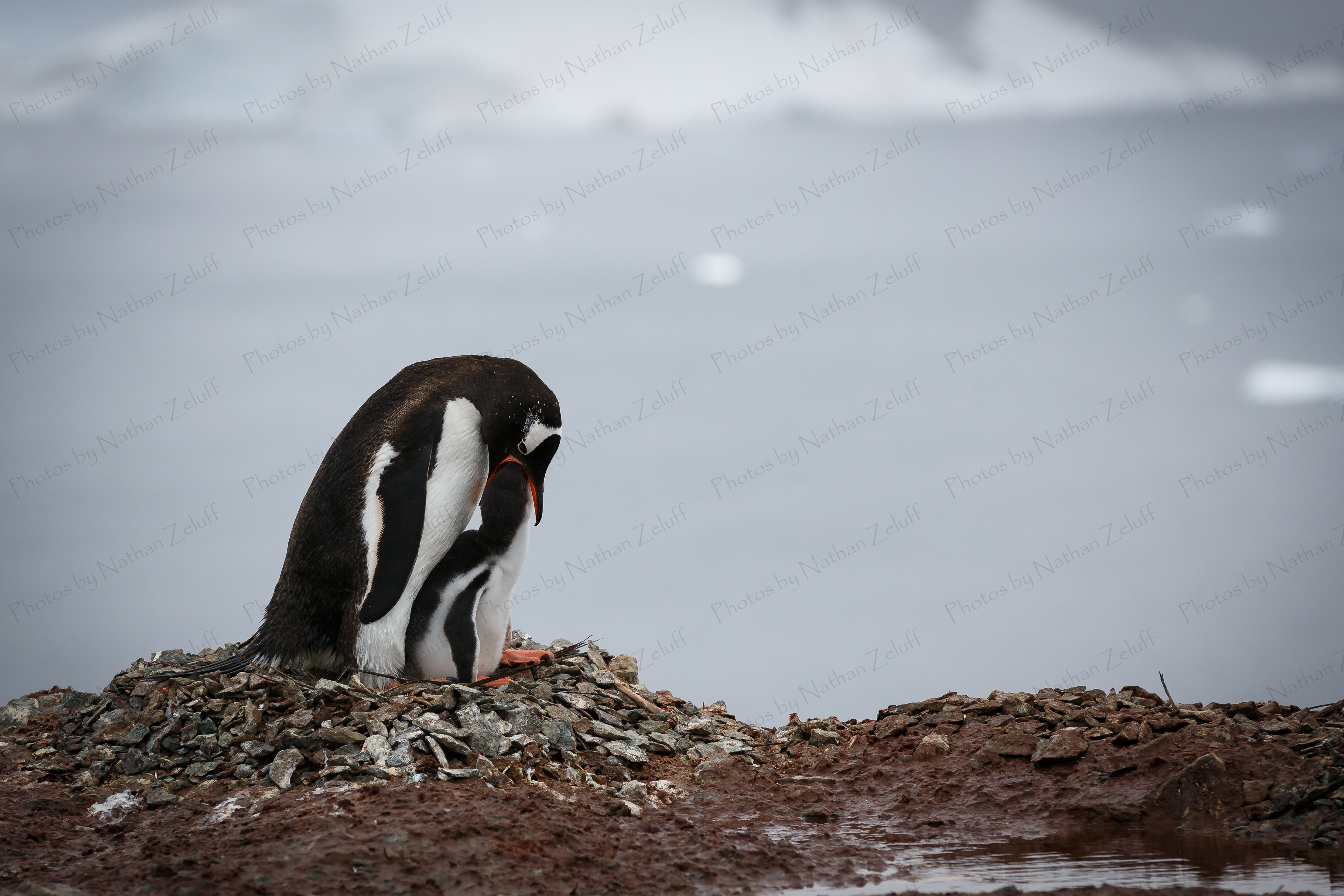 Hungry Chick (Danco Island, Antarctica)