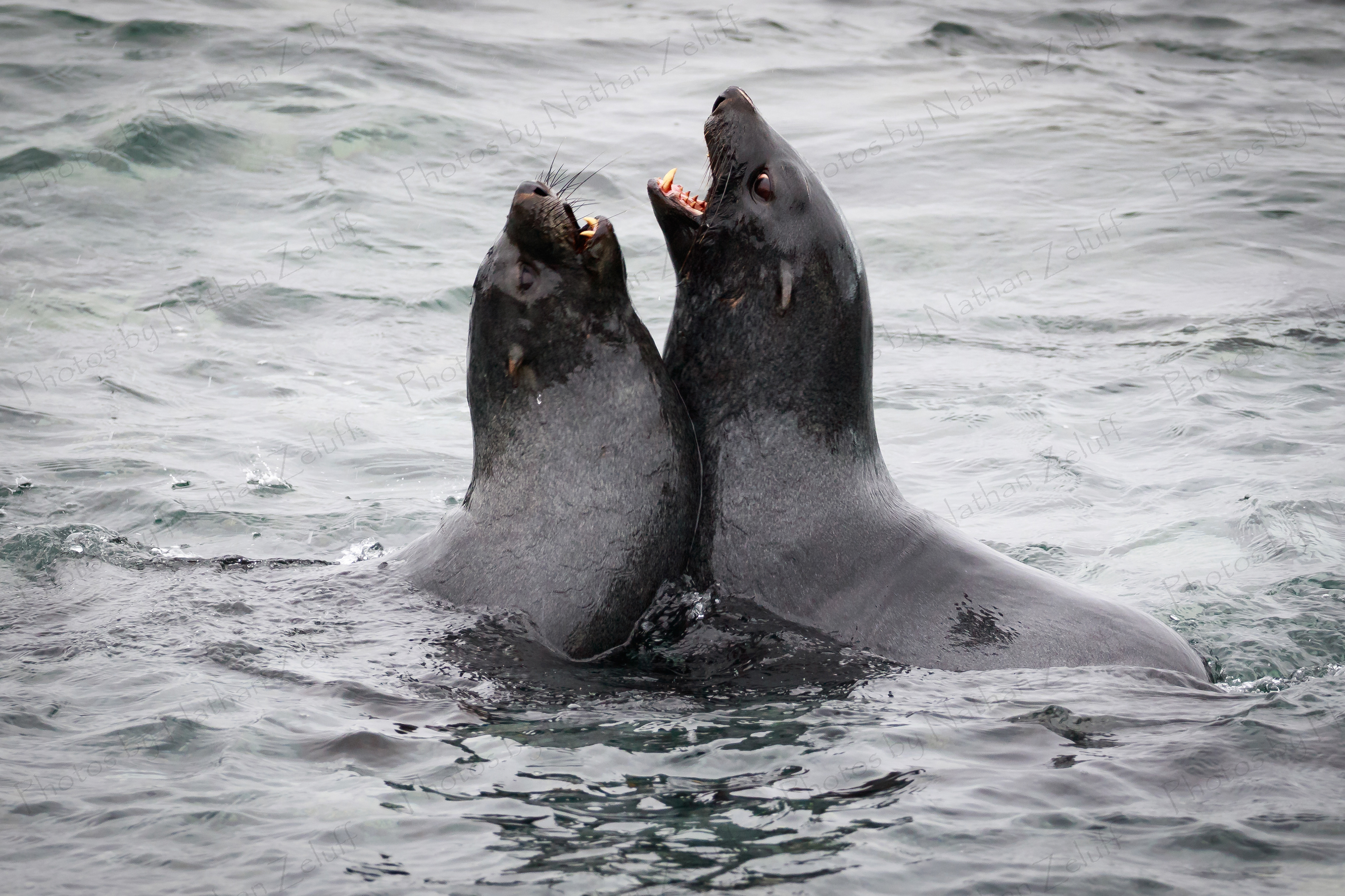 Wrestling Fur Seals (Antarctica)