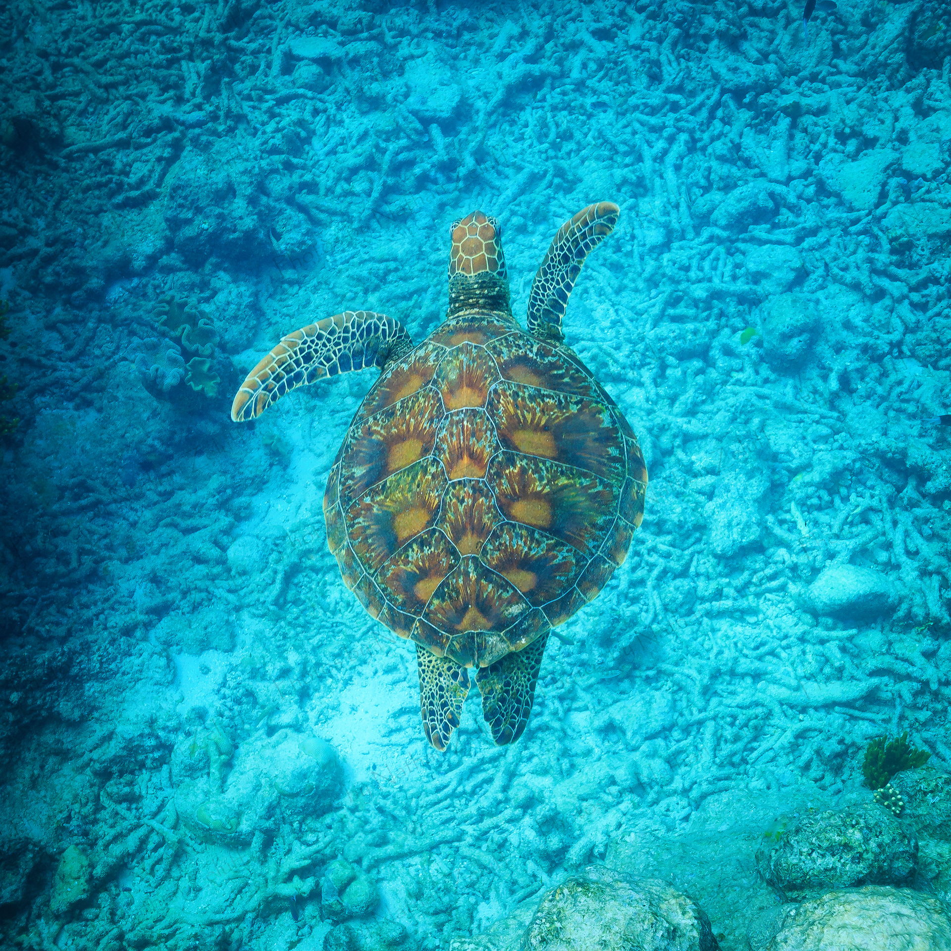 Sea Turtle (Great Barrier Reef, Australia)