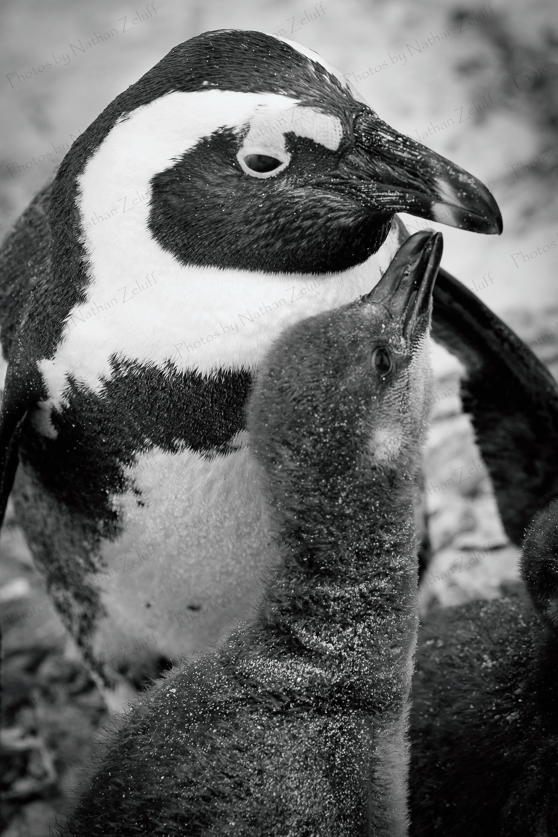 Hungry (Western Cape, South Africa)