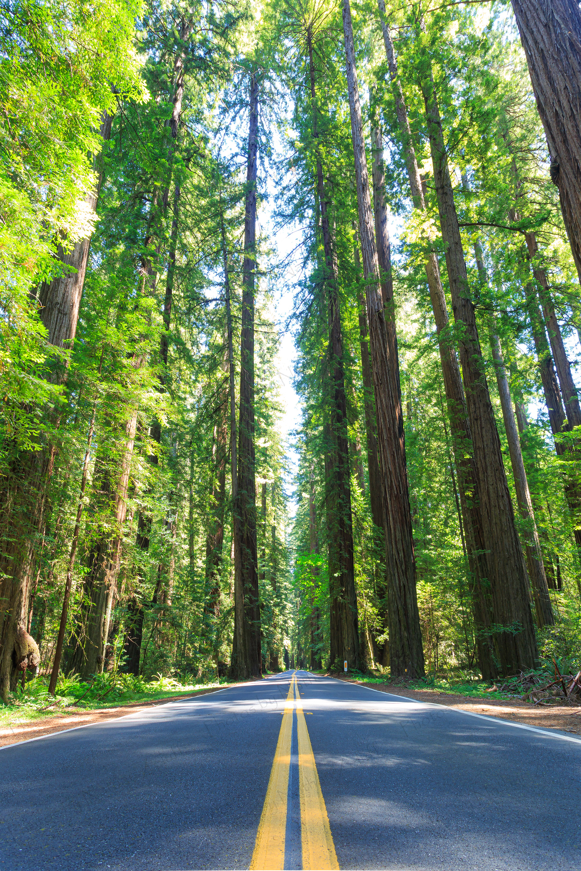 Avenue of Giants (California, USA)