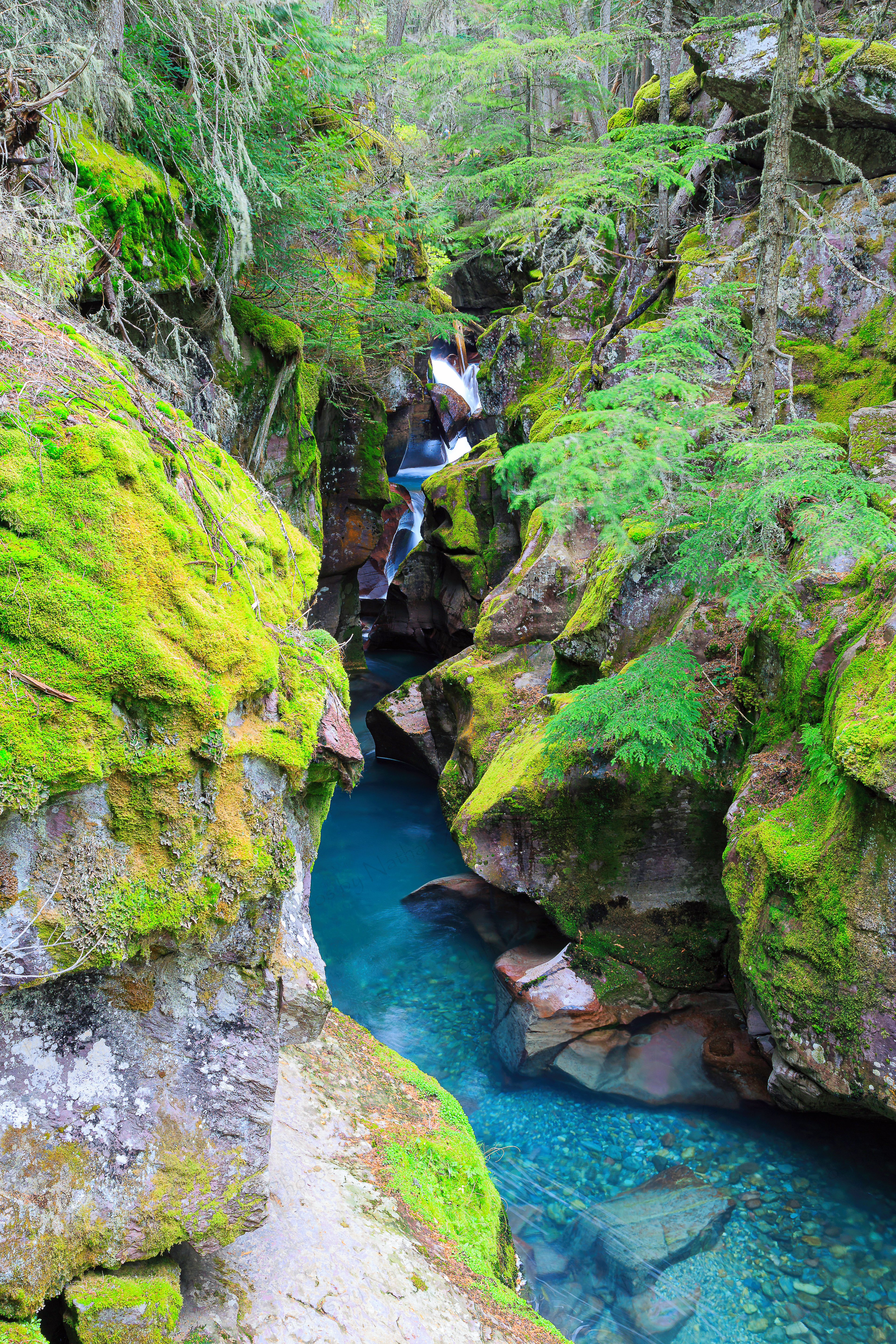 Avalanche Creek (Glacier NP, Montana)