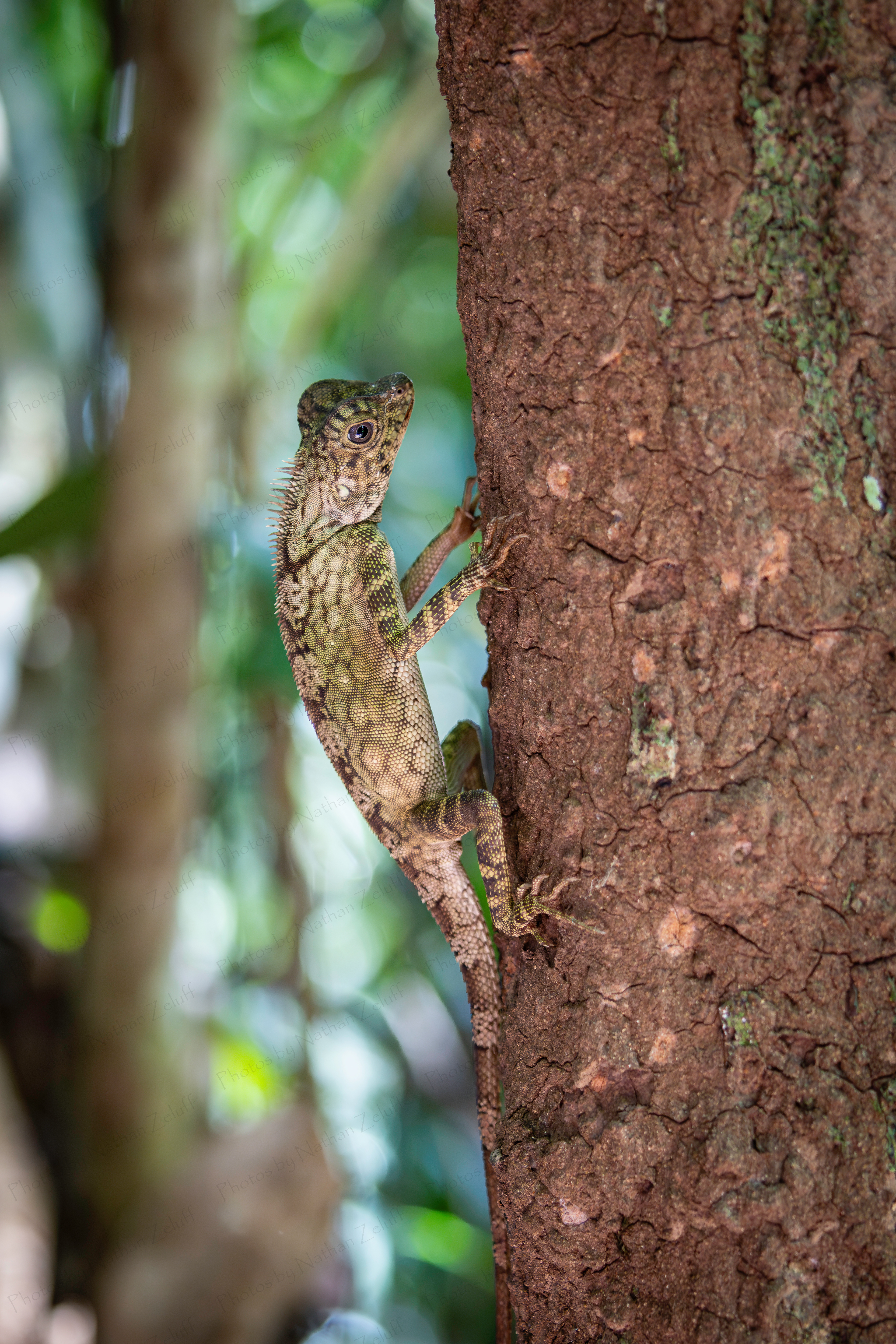 Borneo Anglehead Lizard (Danum Valley, Malaysia)