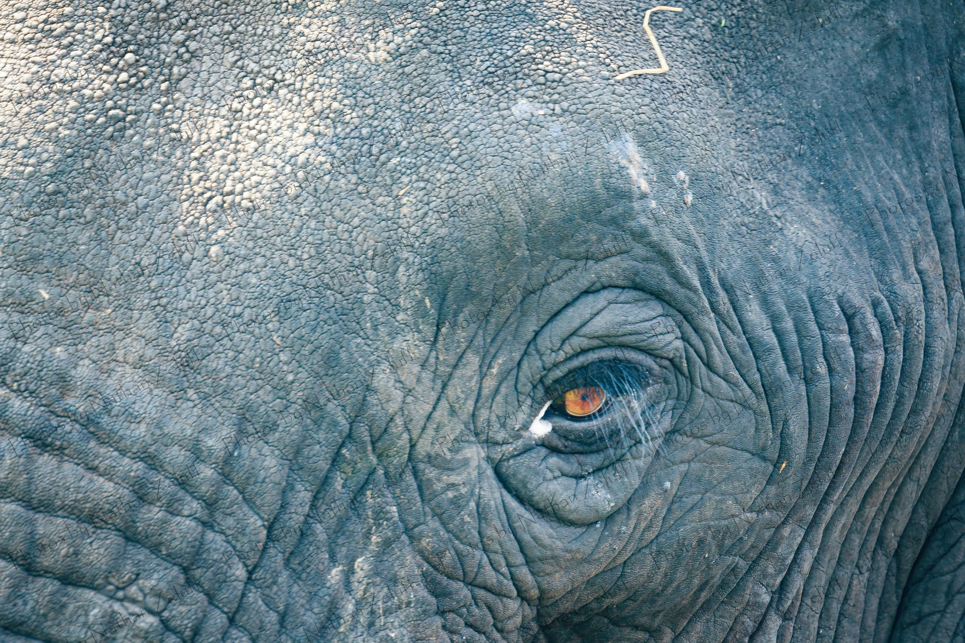 Color in the Gray (Chobe NP, Botswana)