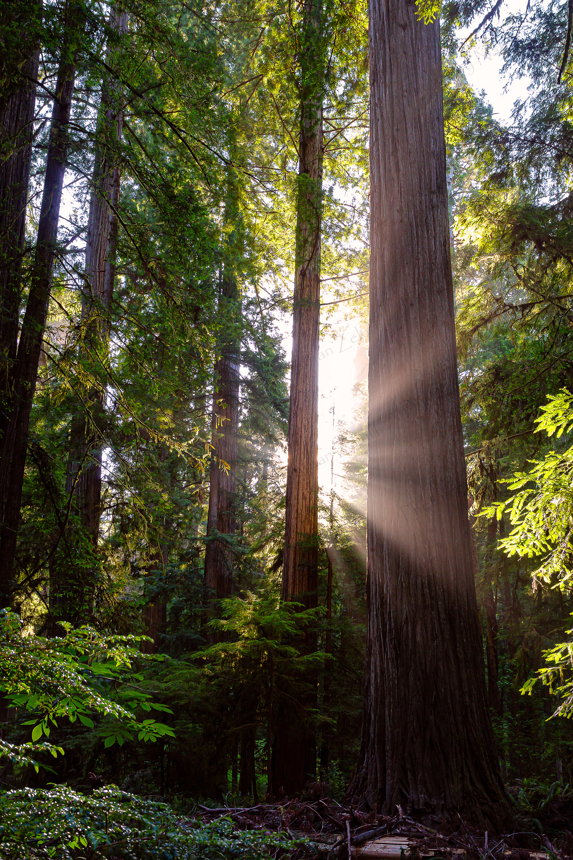 Redwood Light (Redwood NP, California)