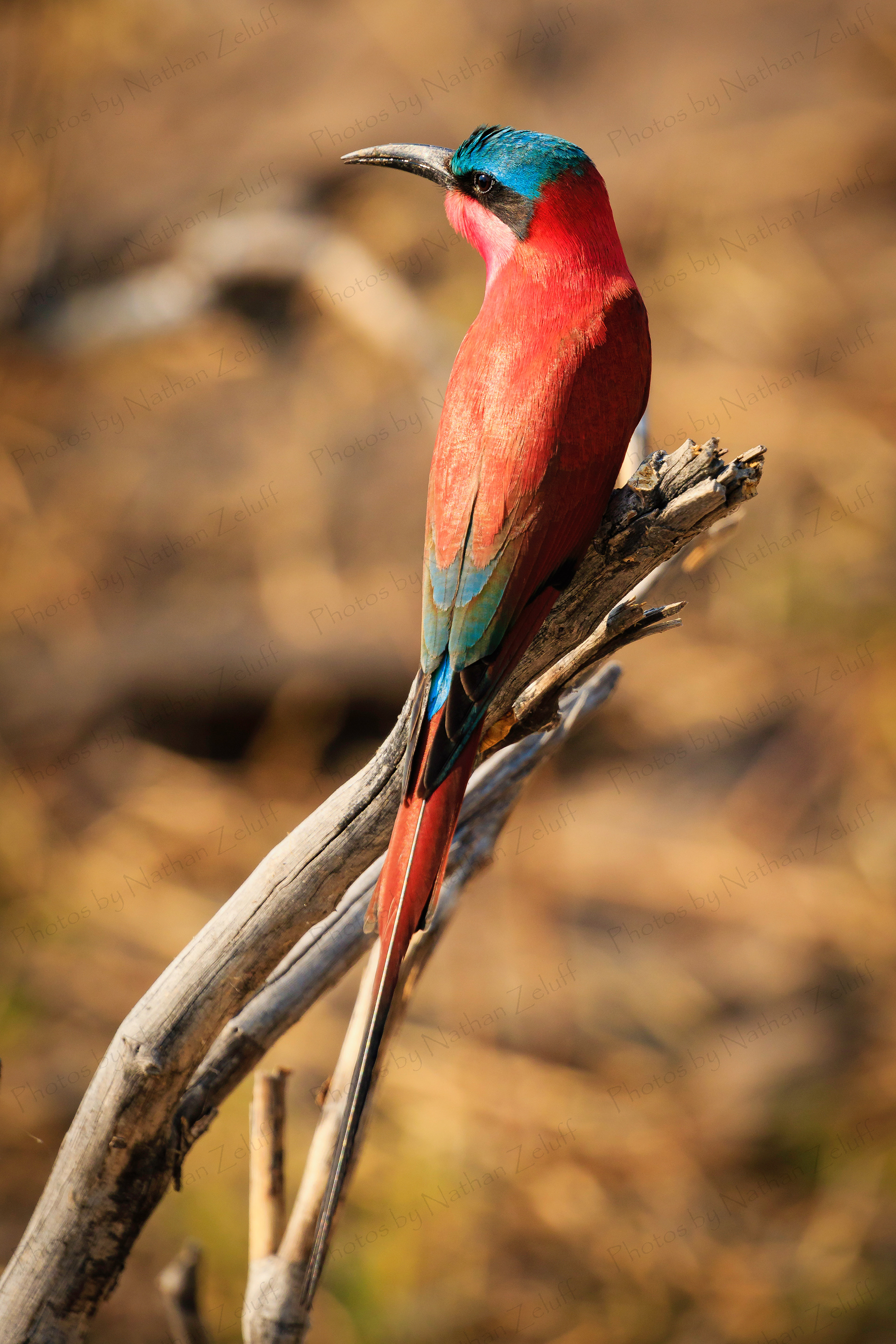 Southern Common Bee-eater (Chobe NP, Botswana)