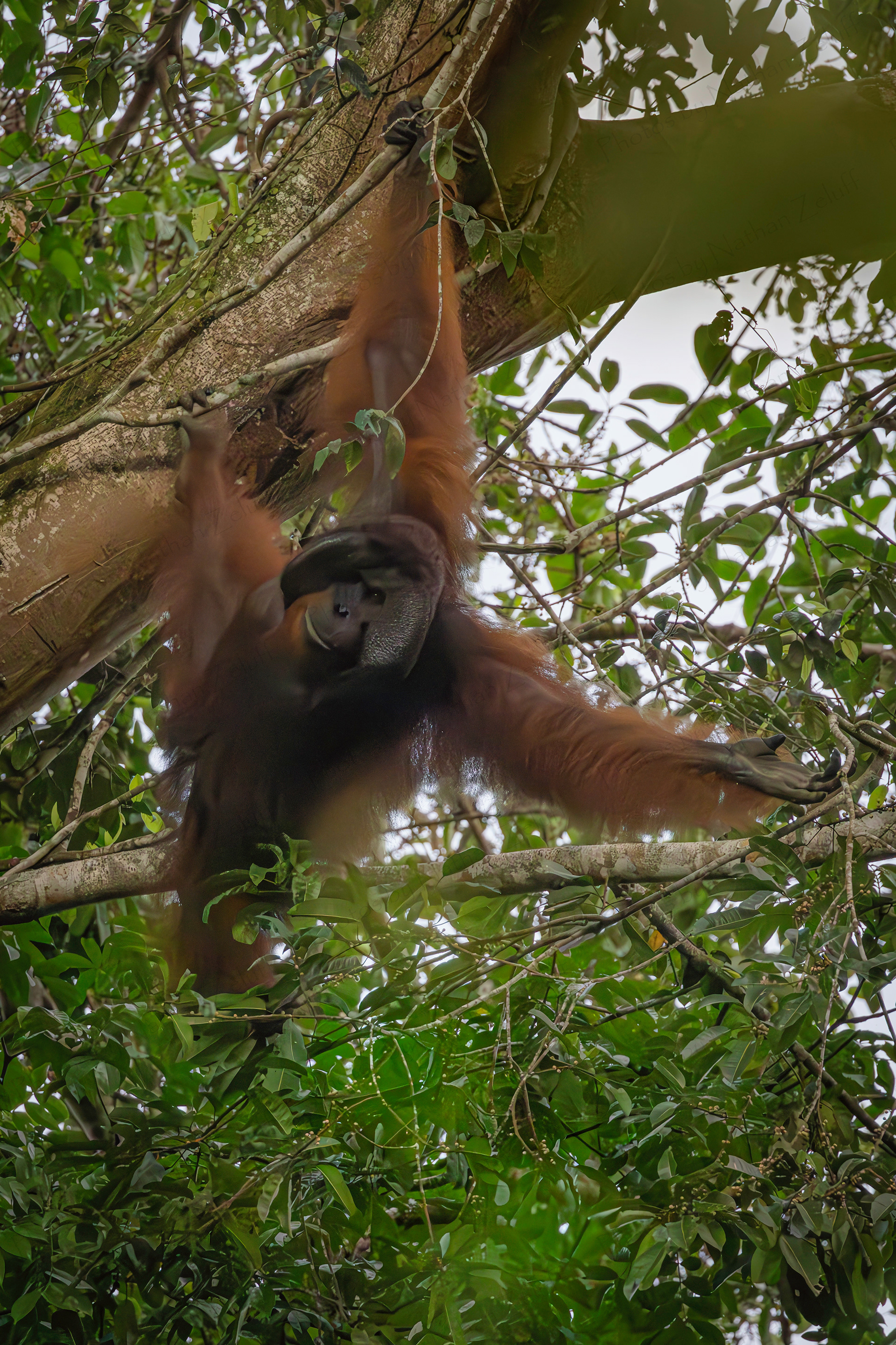 Swinging Orangutan (Borneo, Malaysia)