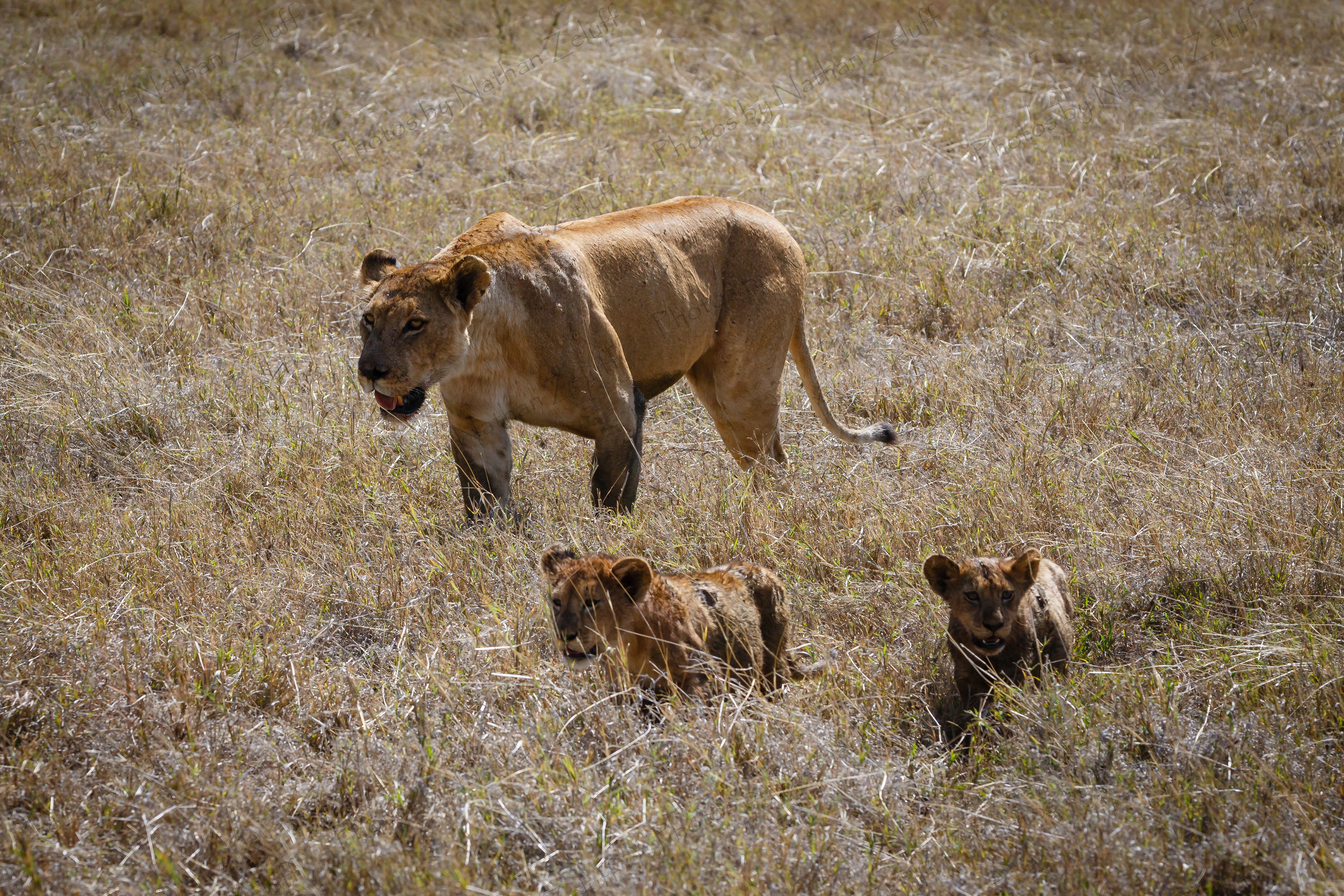 Mom and Cubs (Ngorongoro NP, Tanzania)