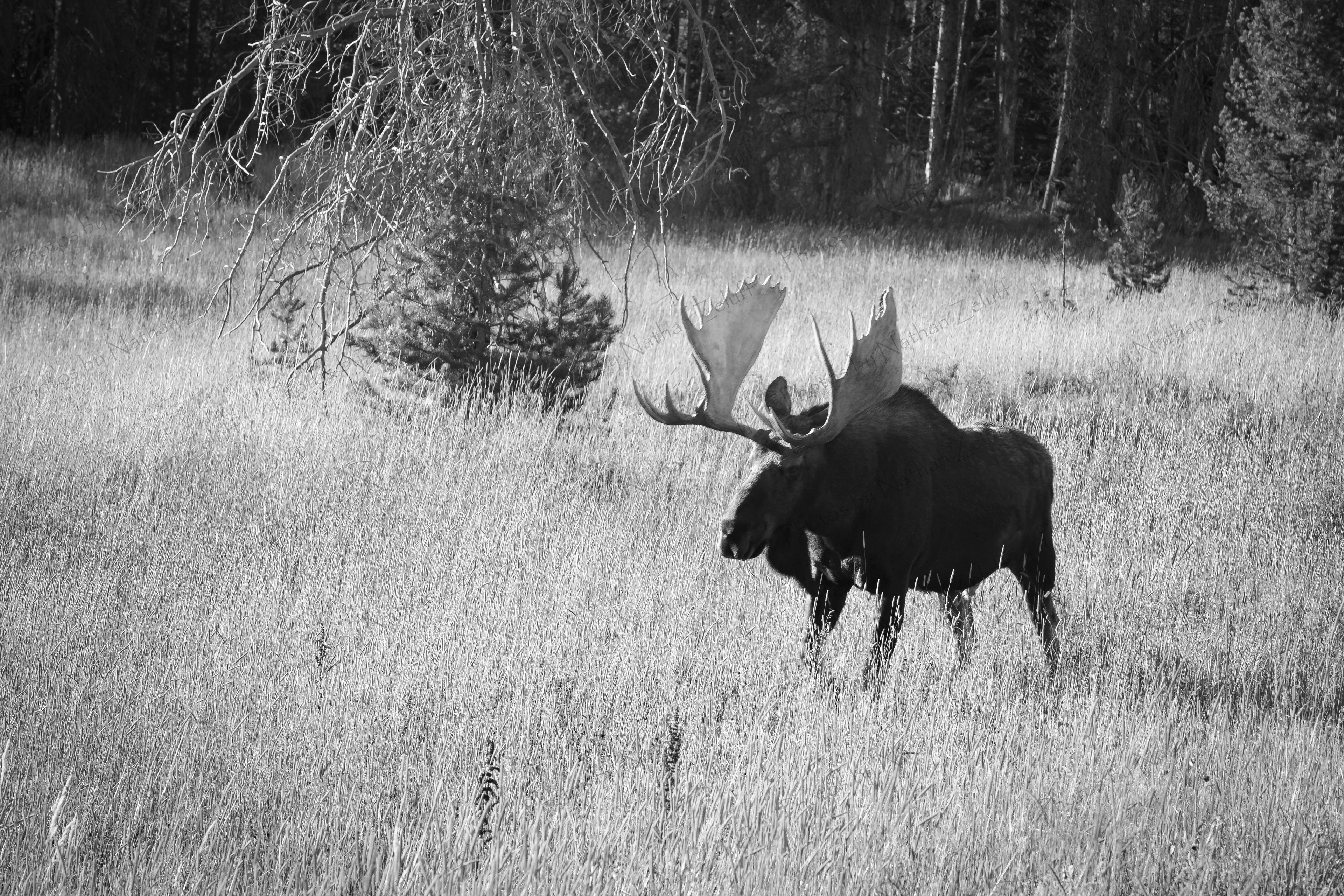 Moose Crossing (Rocky Mountain NP, Colorado)