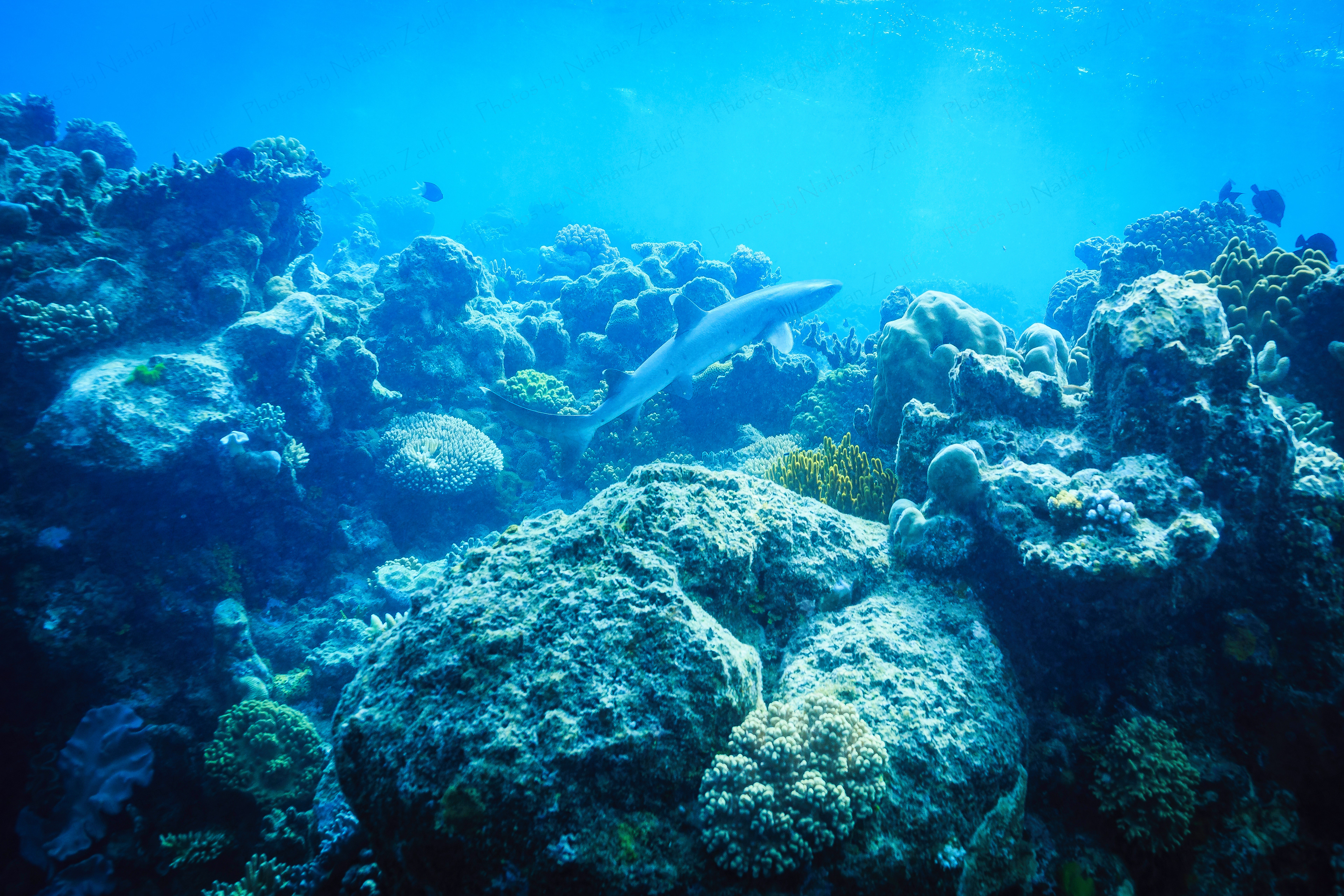 Reef Shark (Great Barrier Reef, Australia)