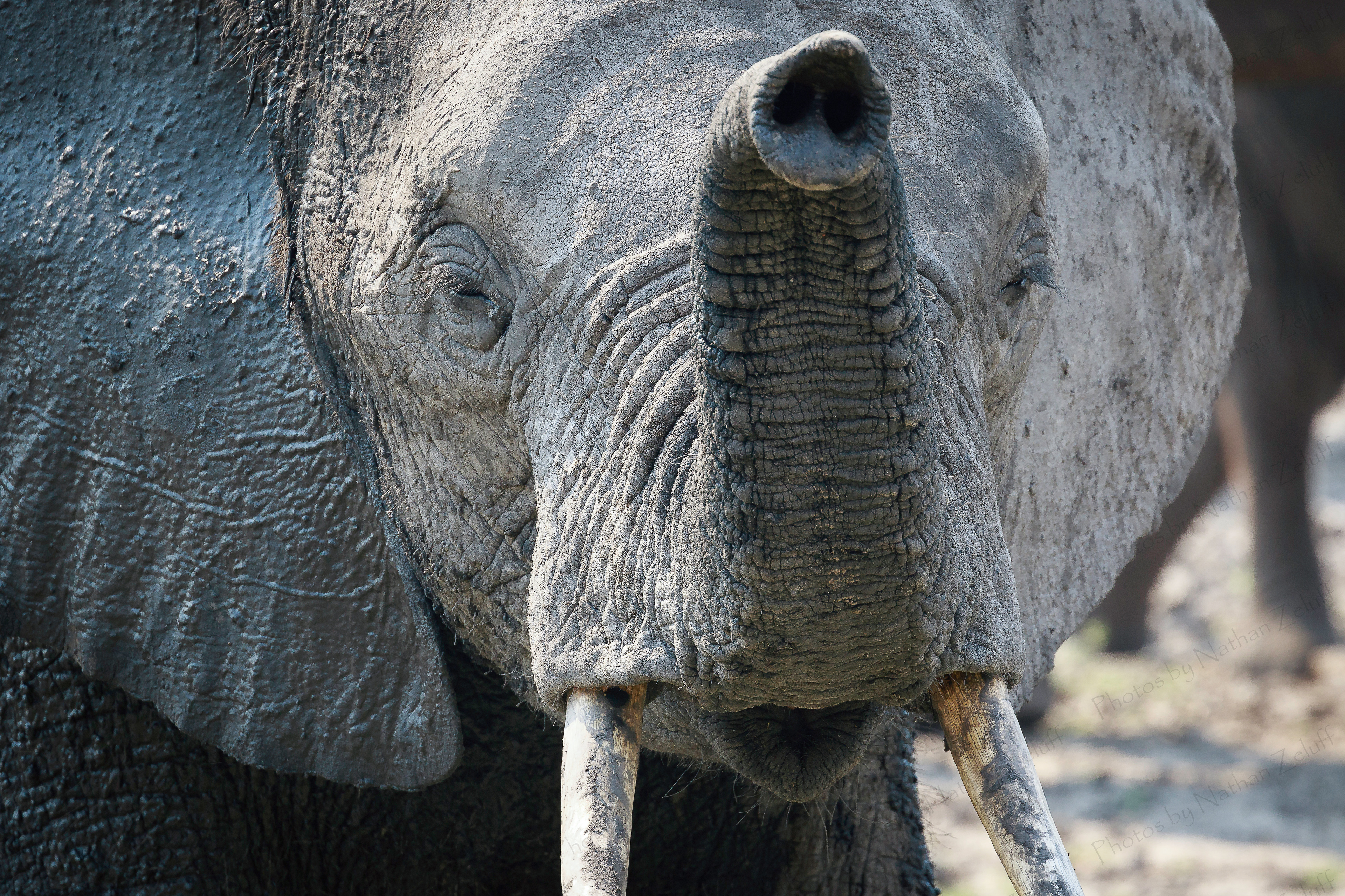 Curiosity (Chobe NP, Botswana)