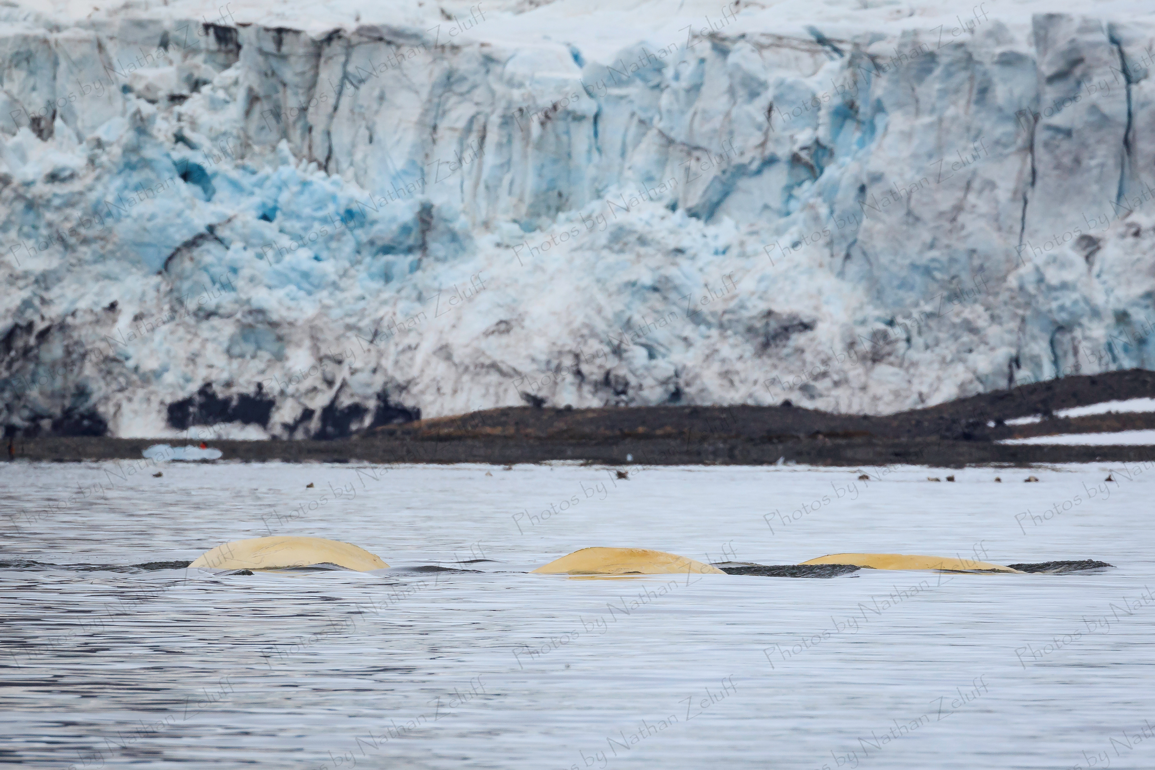 Beluga Whales (Svalbard, Arctic)