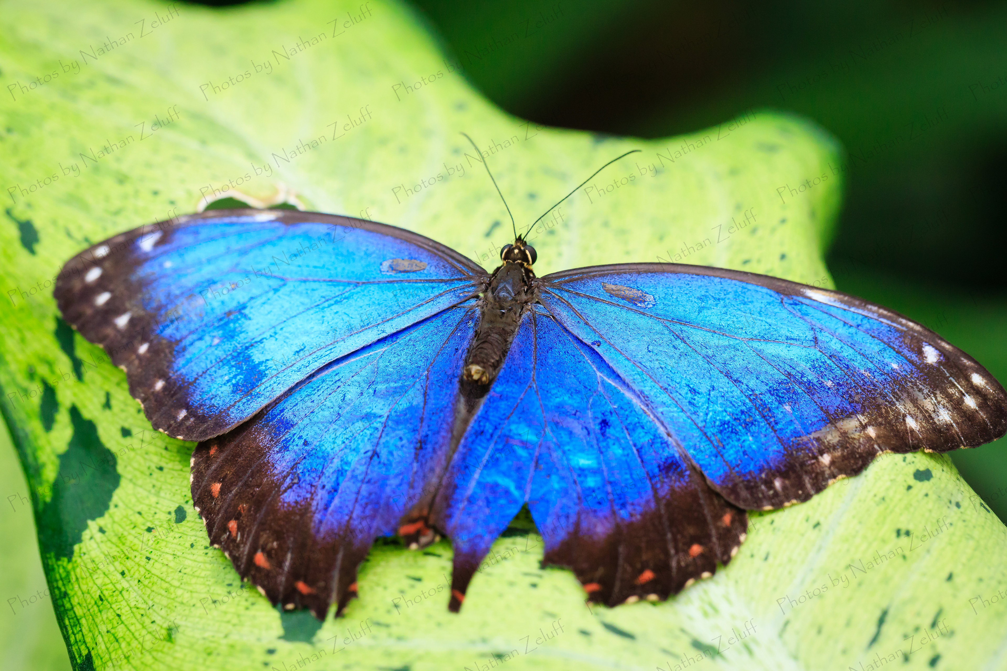 Common Morpho (FMG, Michigan)