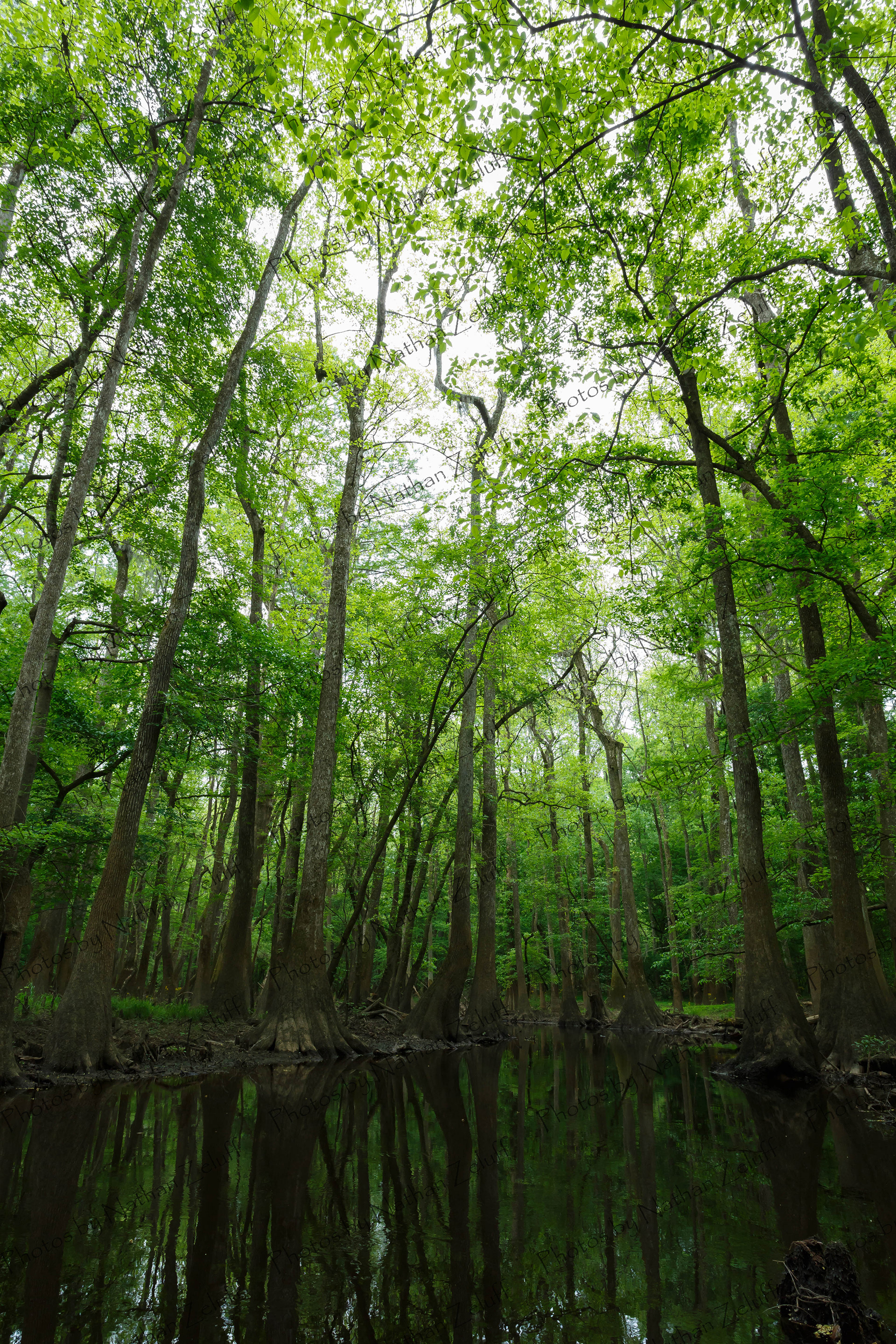 Congaree (Congaree NP, South Carolina)