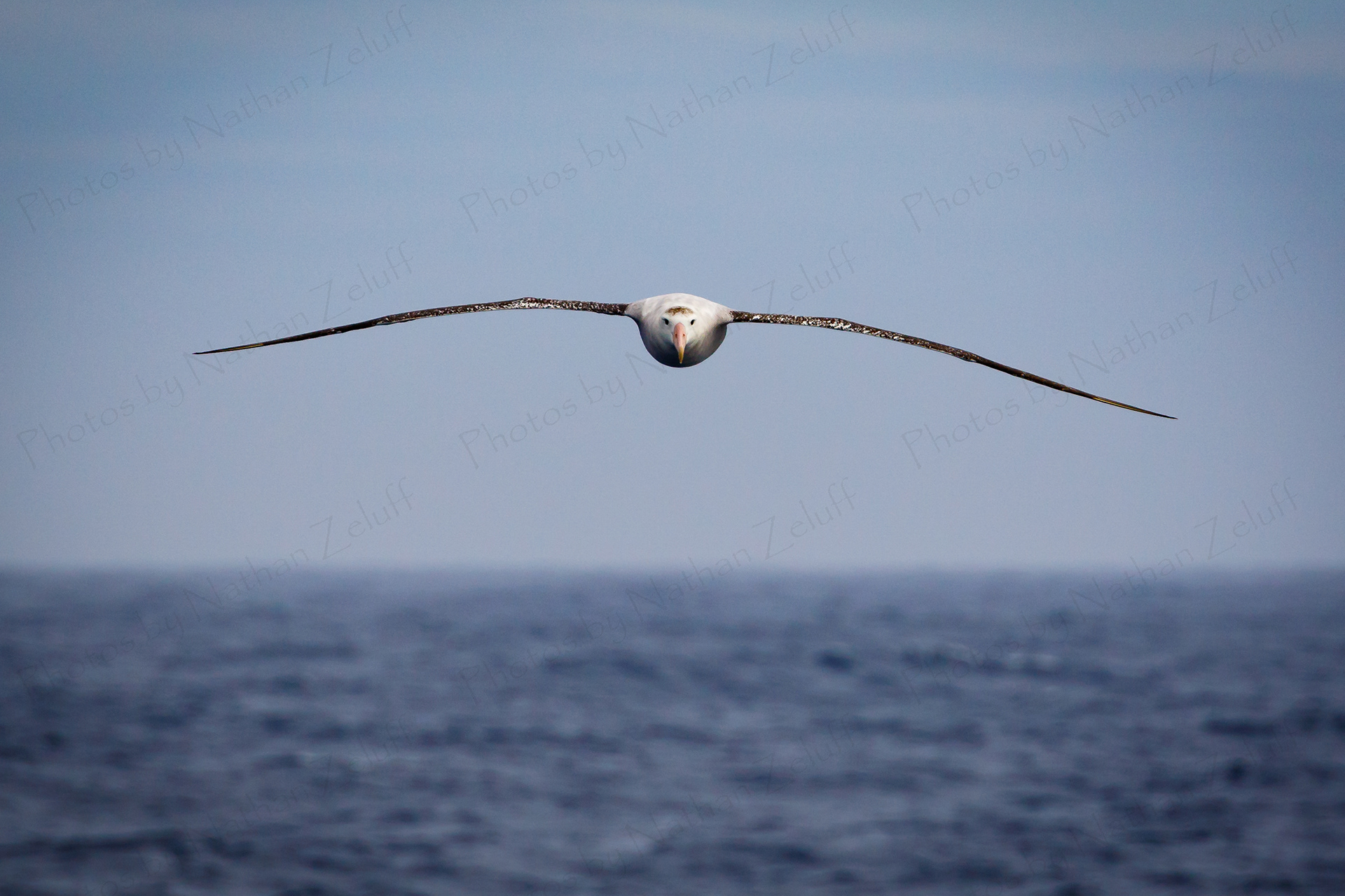 Drake Companion (Drake Passage)